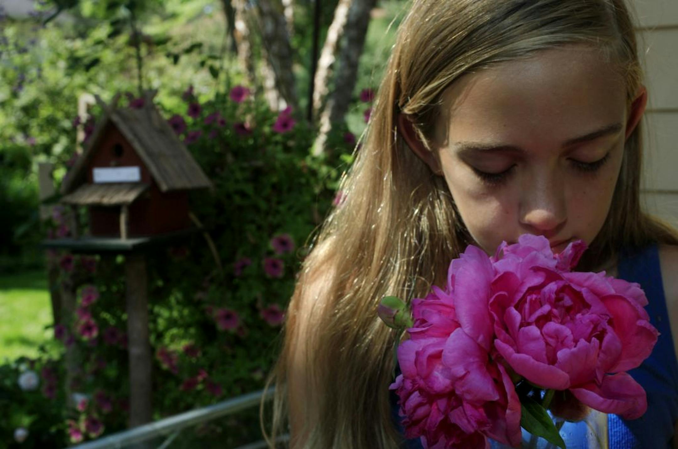 Linda Whites 11 year old granddaughter Sydney Smullen of Bloomington, Mn smells the heirloom peonies in Linda's garden in Edina, MN on July 3, 2012.