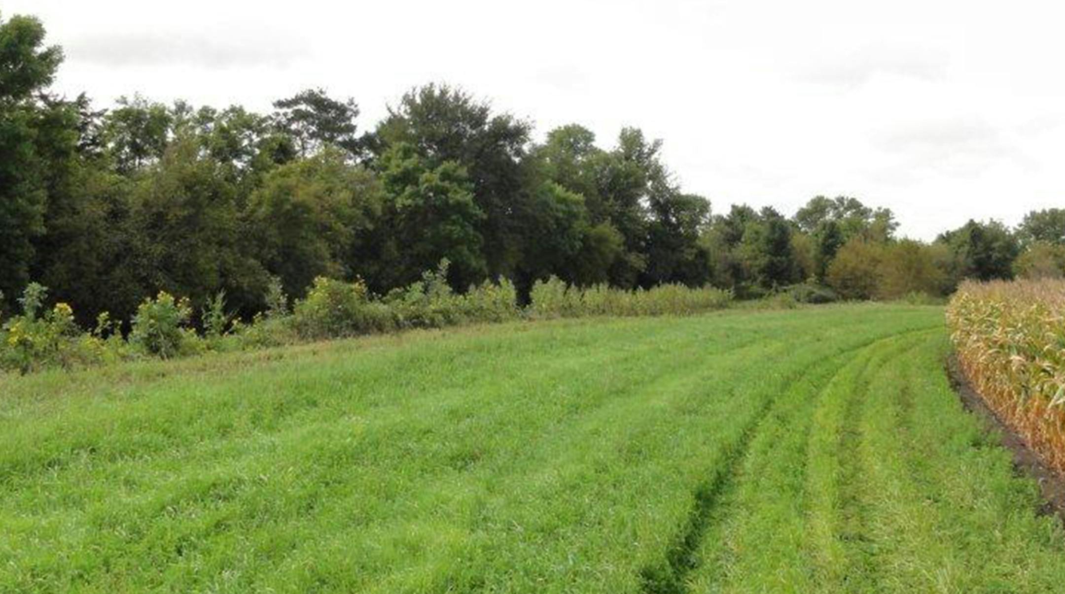 This 50-foot buffer strip is on the Vermillion River near Hastings in Dakota County. The county has been aggresive in its enforcement of a state statue that requires the buffer strips on some rivers and streams to reduce soil erosion and improve water quality. The buffers also offer wildlife habitat. Dakota County photo
