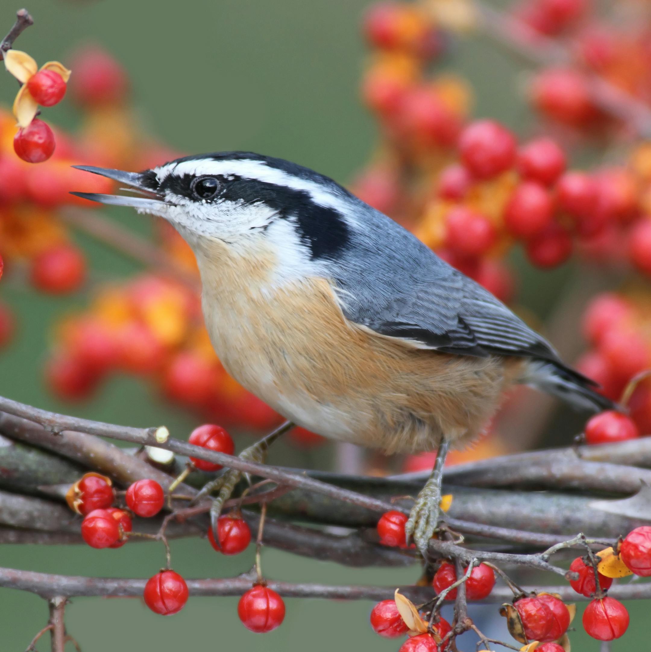 Red-breasted Nuthatch (sitta canadensis) on a bittersweet perch with a colorful background