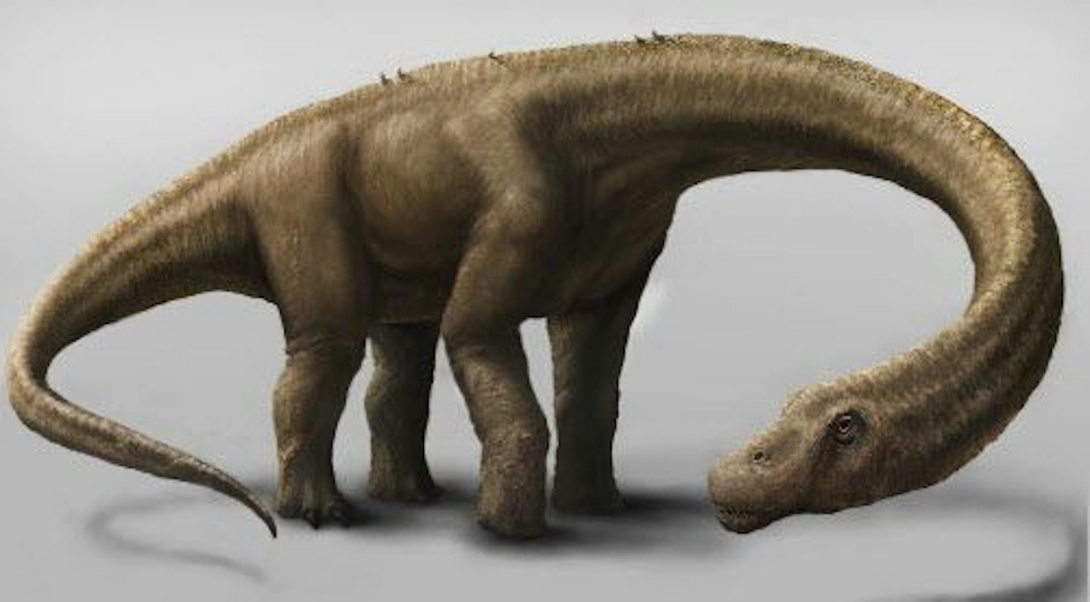 This undated artist rendering provided by the Carnegie Museum of Natural History shows the Dreadnoughtus. The dinosaur Dreadnoughtus had a 37-foot-long neck, 30-foot tail, and weighed an estimated 65 tons.