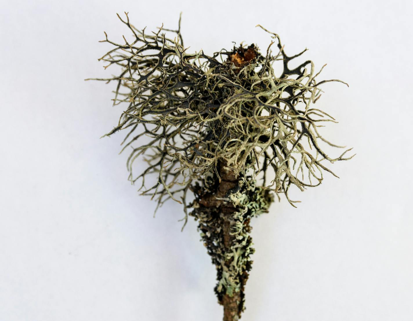 Usnea lichen or beard lichen (usnea hirta) on a pine twig isolated on white, picture from Mellansel Vasternorrland, Sweden.