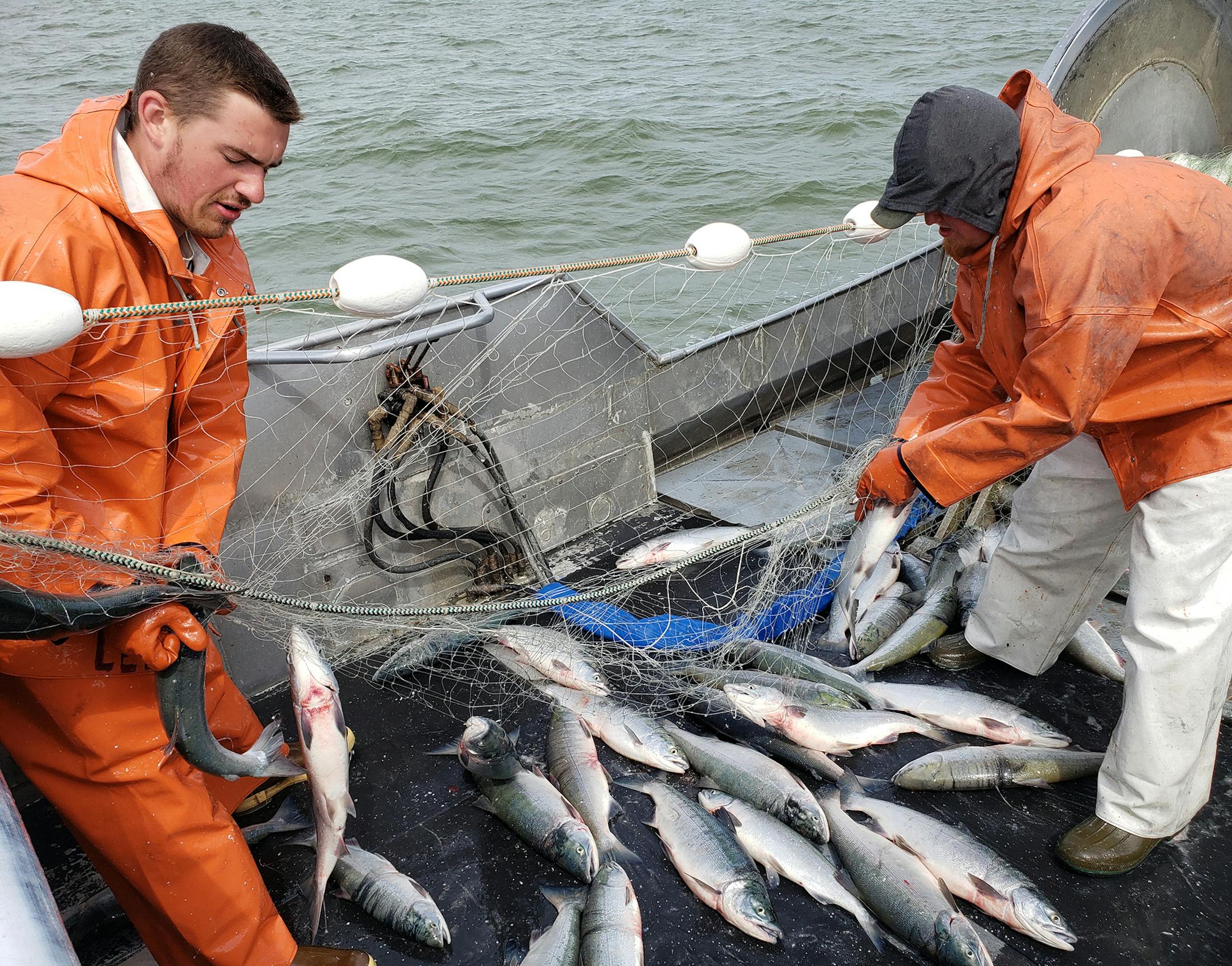 Provided by Tom Rogotzke Jay Rogotzke picks fish from the nets.