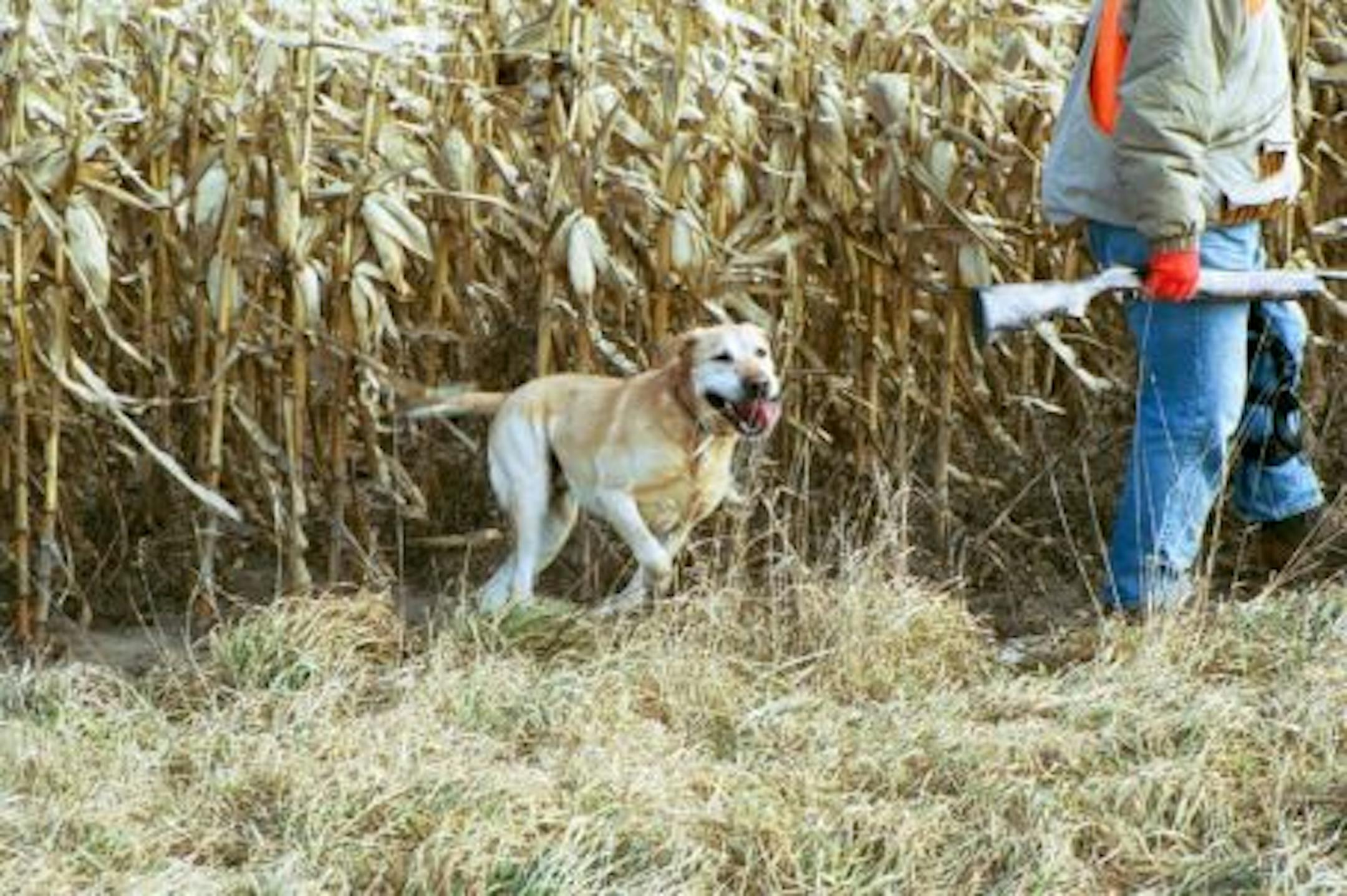 How much would you spend to save your bird dog's life?