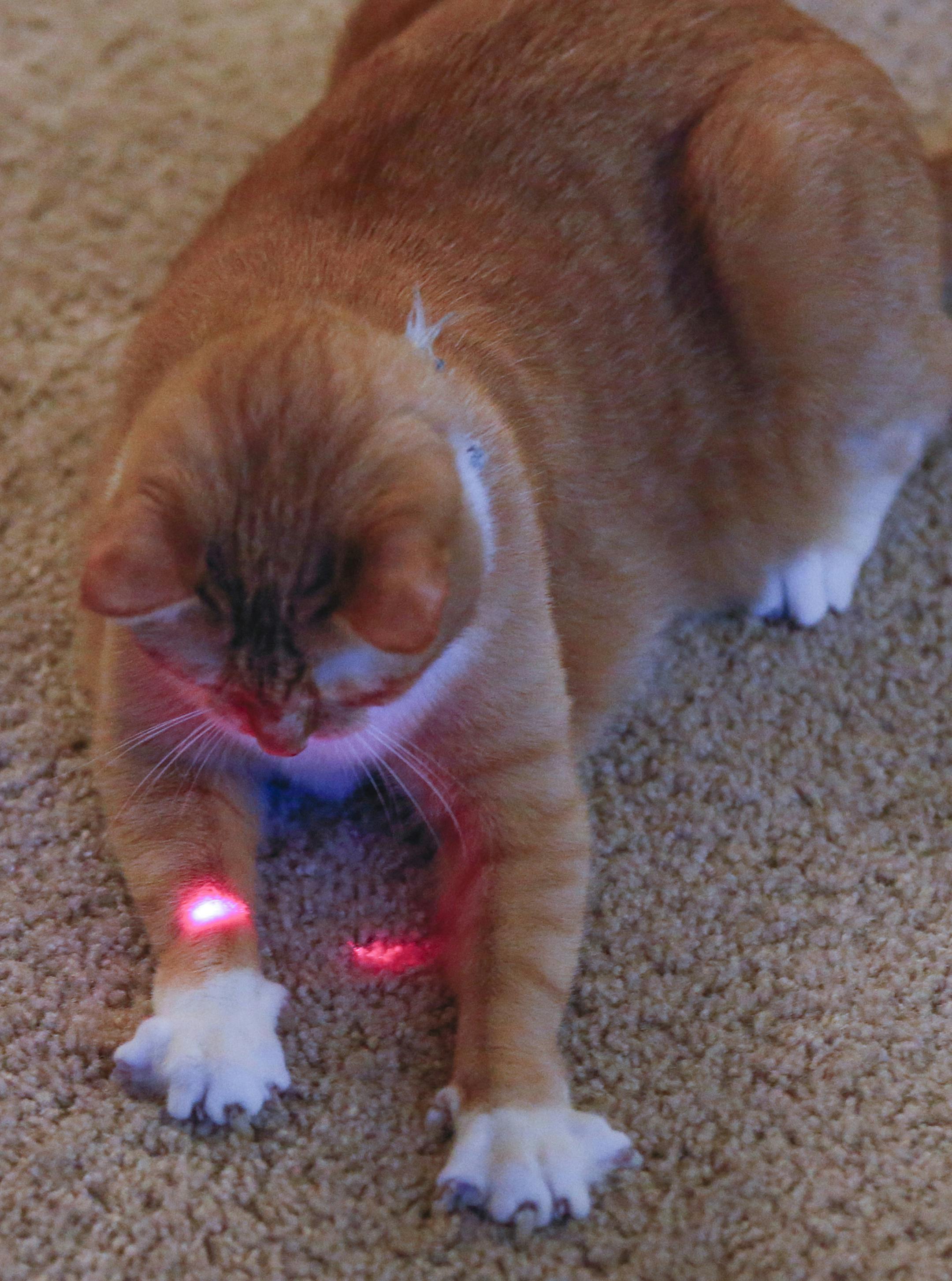Fanny Charpiot plays with her cat Tintin using the laser pointer in her Petcube at her home on April 12, 2016 in San Francisco, Calif. Petcube is a smart camera that lets you watch, talk and play with your pet while you're away. (John Green/Bay Area News Group/TNS) ORG XMIT: 1183633
