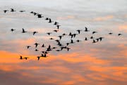 A flock of geese at sunset.