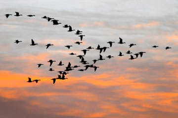 A flock of geese at sunset.