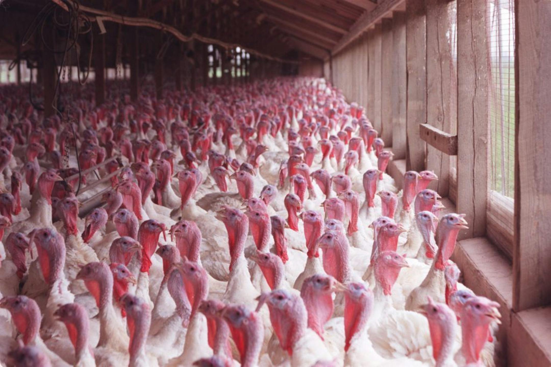 Jennie-O turkey 50th anniversary -- jennie.31948 - Atwater,MN. 6/23/99 - Various views, overall and close-up of turkeys destined for the Jennie-O processing plant in Wilmar, MN. These are domestic turkeys ( white) that will become turkey roasts, hot dogs and a large number of products making Jennie-O the worlds largest.