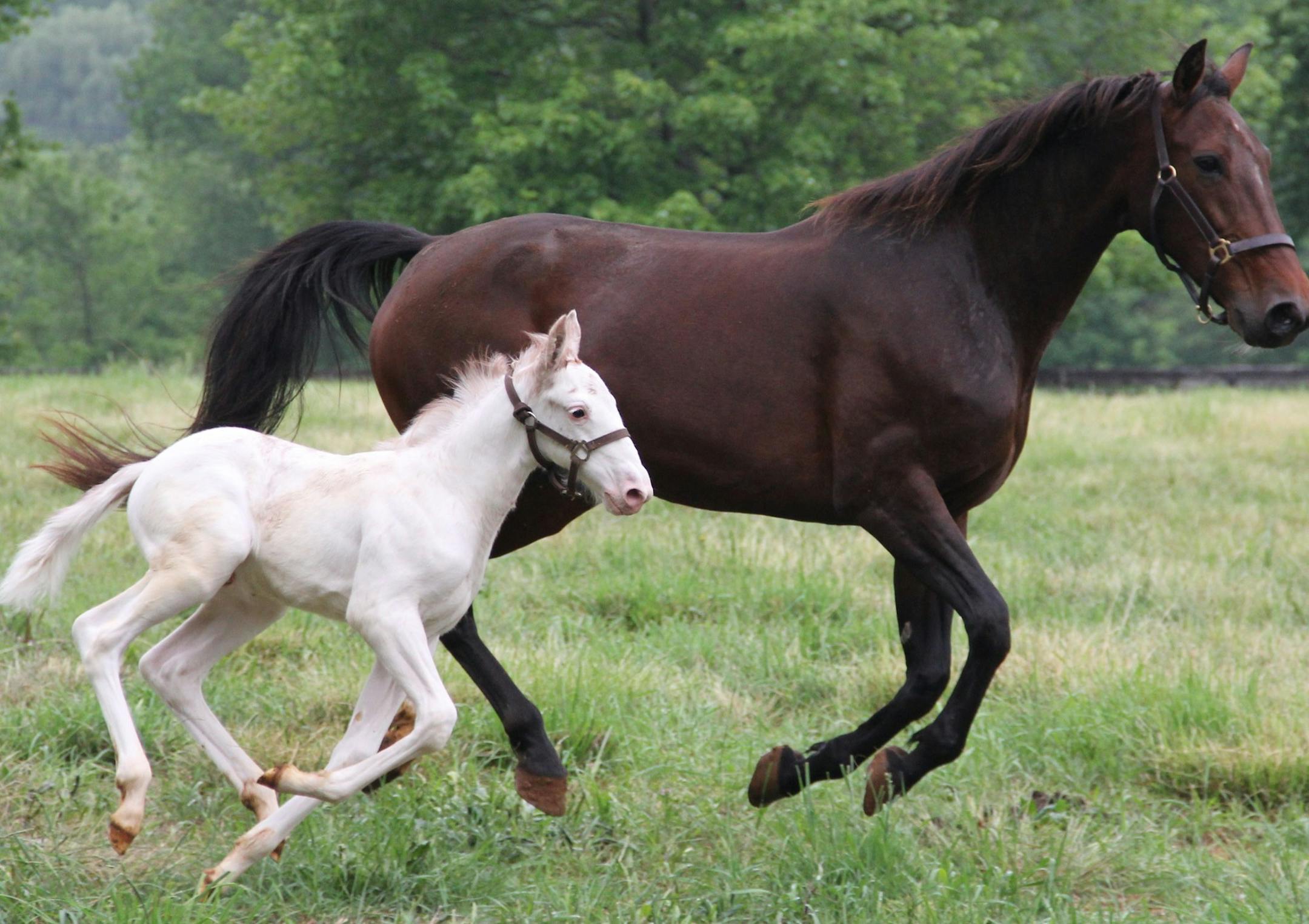 In this photo taken at Fair Winds Farm in Cream Ridge, New Jersey, on May 22, 2012 and provided by the U.S. Trotting Association shows a yet to be named colt; a 200,000 &#xf1; 1 longshot &#xf1; a white Standardbred racehorse from a bay (reddish brown) father named Art Major and a bay mother named Coochie Mama. DNA testing has verified the parentage. There hasn&#xed;t been a white Standardbred born in North America in 14 years; that one, named Historicallyunique, was born in Ontario. (AP Photo/U.