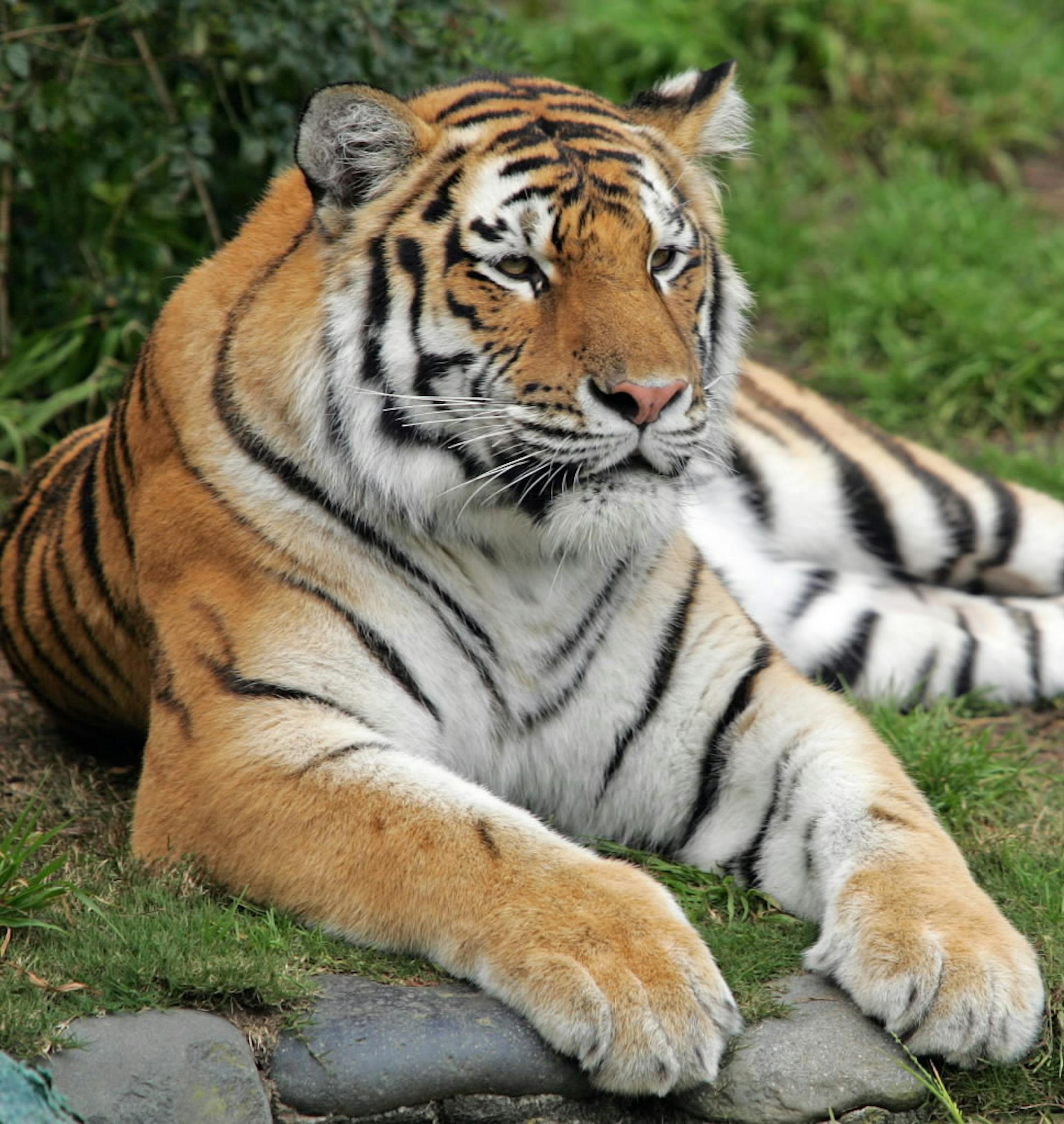 Tatiana, the tiger that mauled a zookeeper last year, escaped from her pen at the San Francisco Zoo on Tuesday and killed a man. Police shot and killed the tiger.