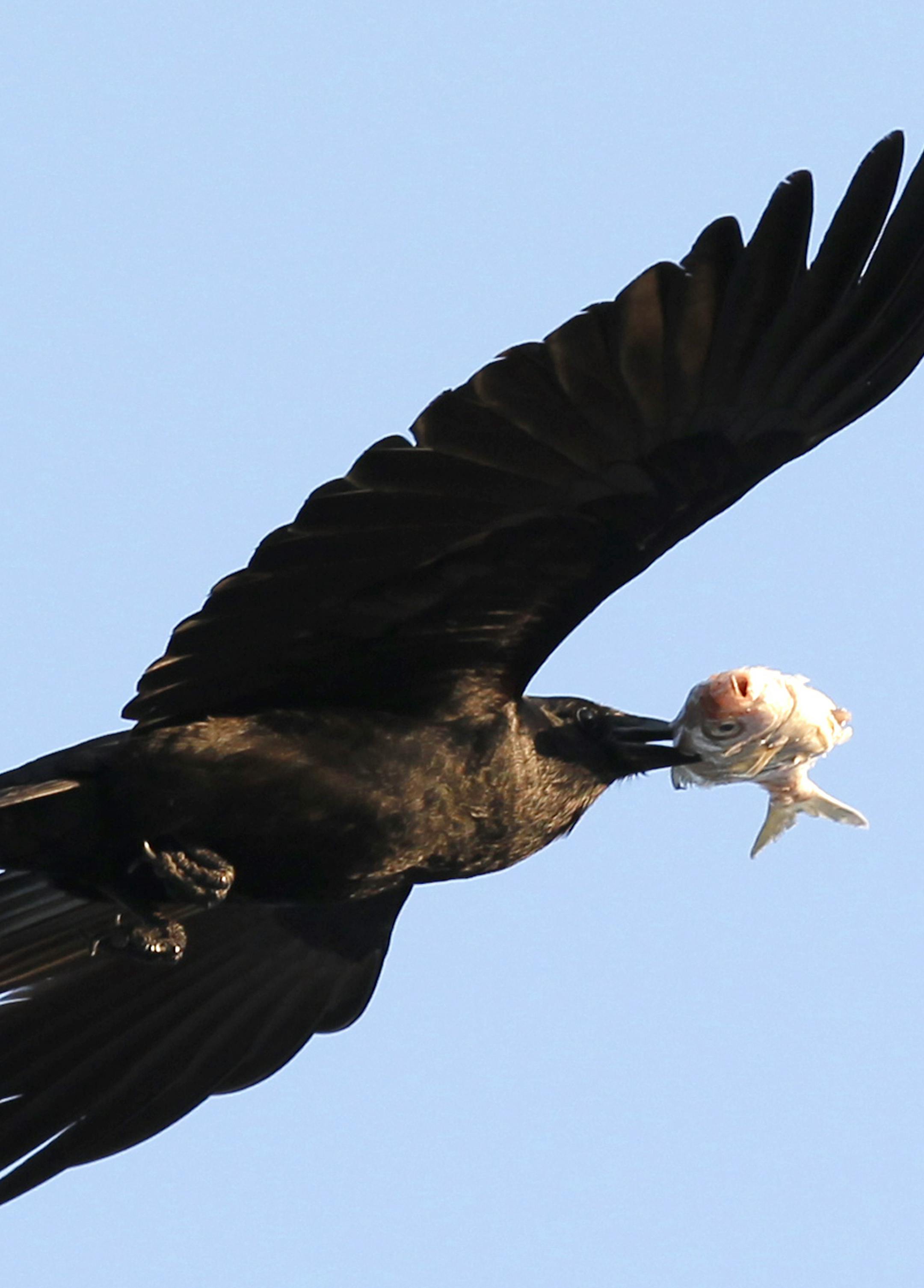 An American Crow carries a dead fish in its beak as it flies, Saturday, May 5, 2012 above the beach in Bal Harbour, Fla. (AP Photo/Wilfredo Lee)