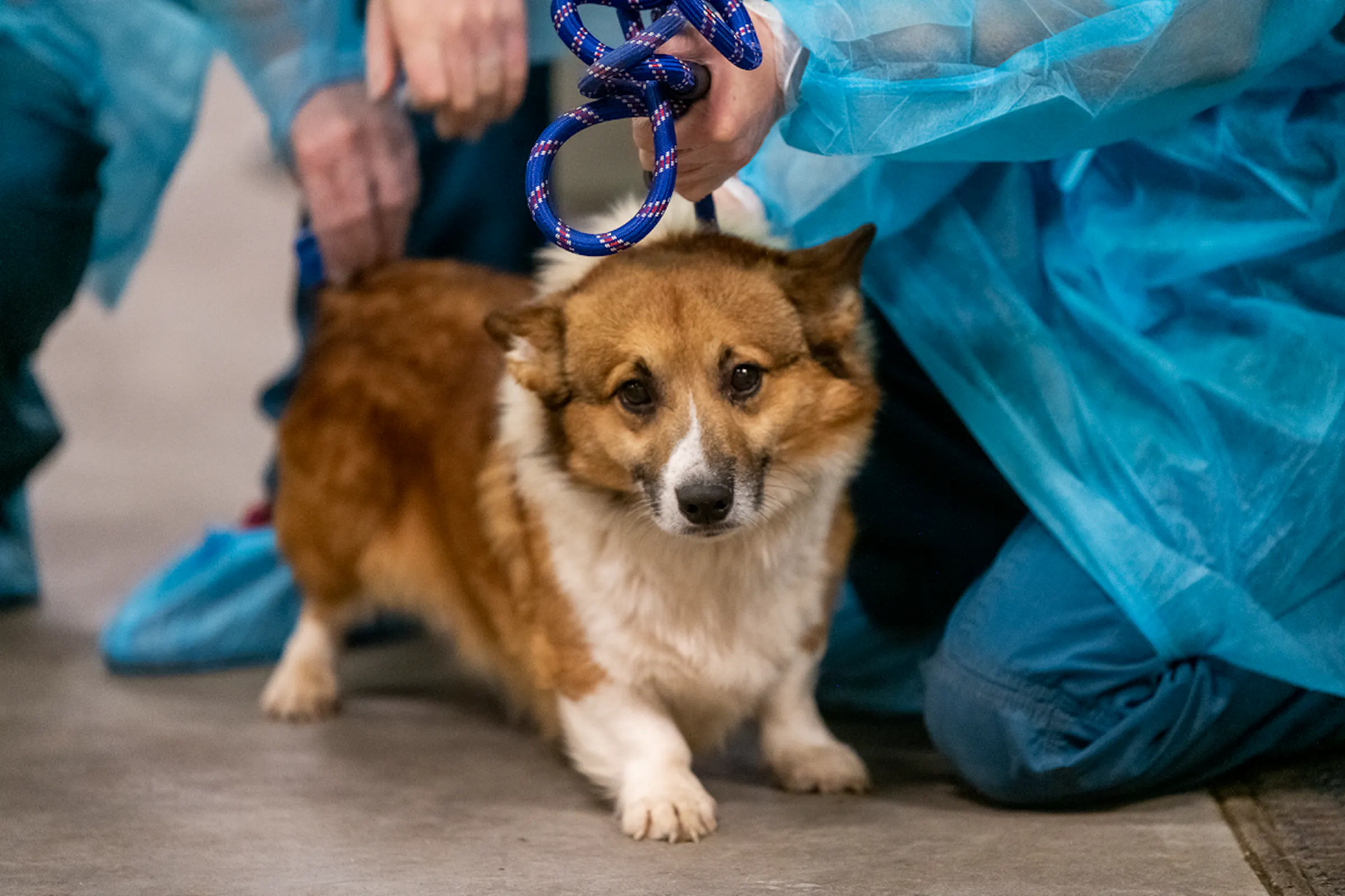 Animal Humane Society takes in 22 dogs from breeder north of Twin Cities