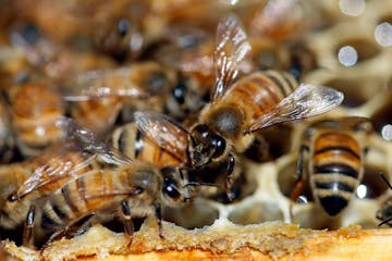 Honeybees are shown on a frame at beekeeper Denise Hunsaker's apiary, Monday, May 20, 2019, in Salt Lake City. (AP Photo/Rick Bowmer)