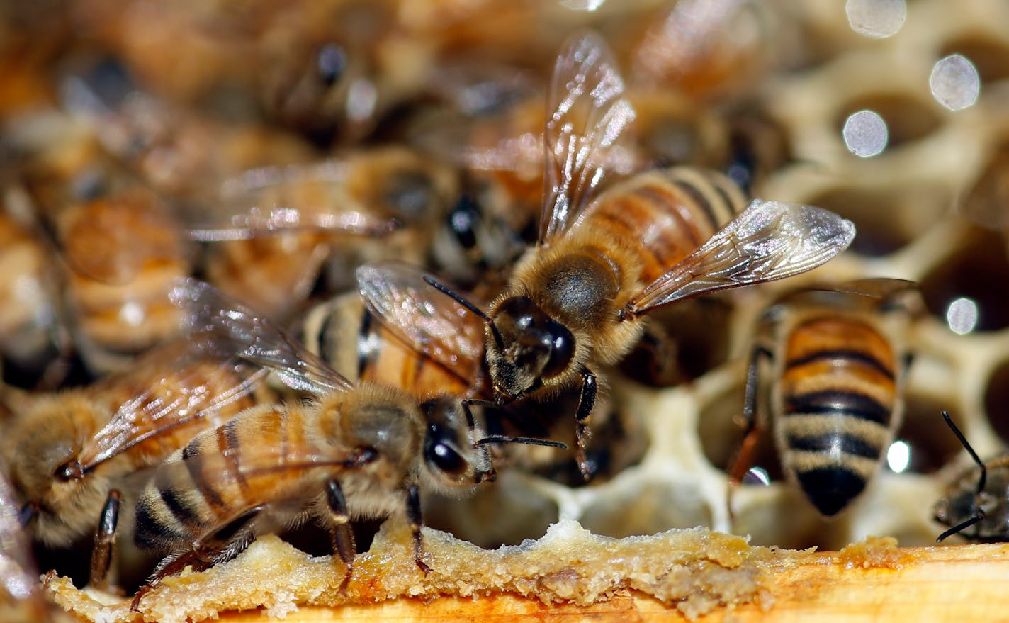 Honeybees are shown on a frame at beekeeper Denise Hunsaker's apiary, Monday, May 20, 2019, in Salt Lake City. (AP Photo/Rick Bowmer)