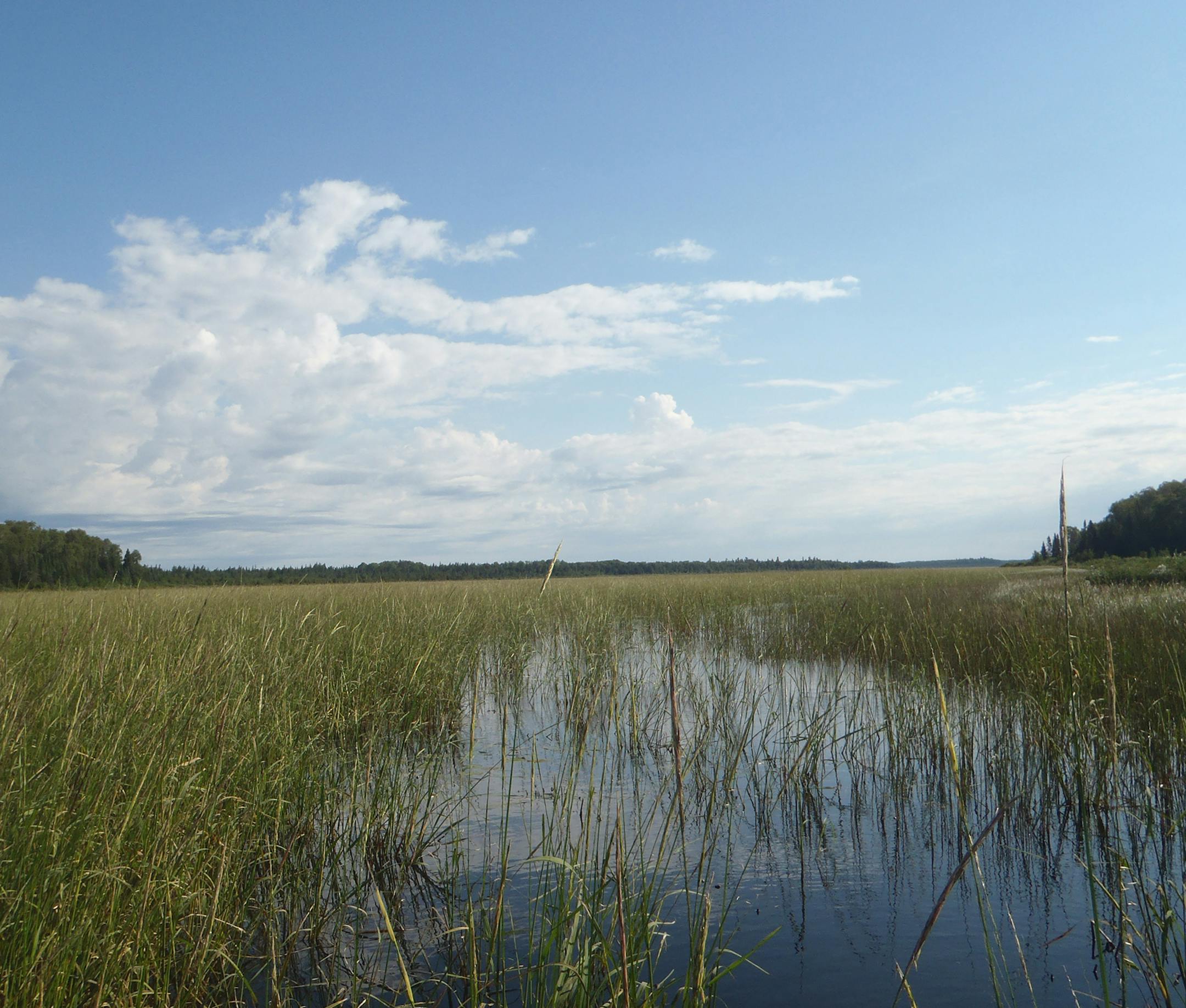 Wild rice bed in Seven Beaver