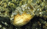 Zebra mussels continue to spread to Minnesota lakes. This clam encrusted with zebra mussels was found on the bottom of Lake Mille Lacs.