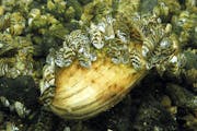 Zebra mussels continue to spread to Minnesota lakes. This clam encrusted with zebra mussels was found on the bottom of Lake Mille Lacs.