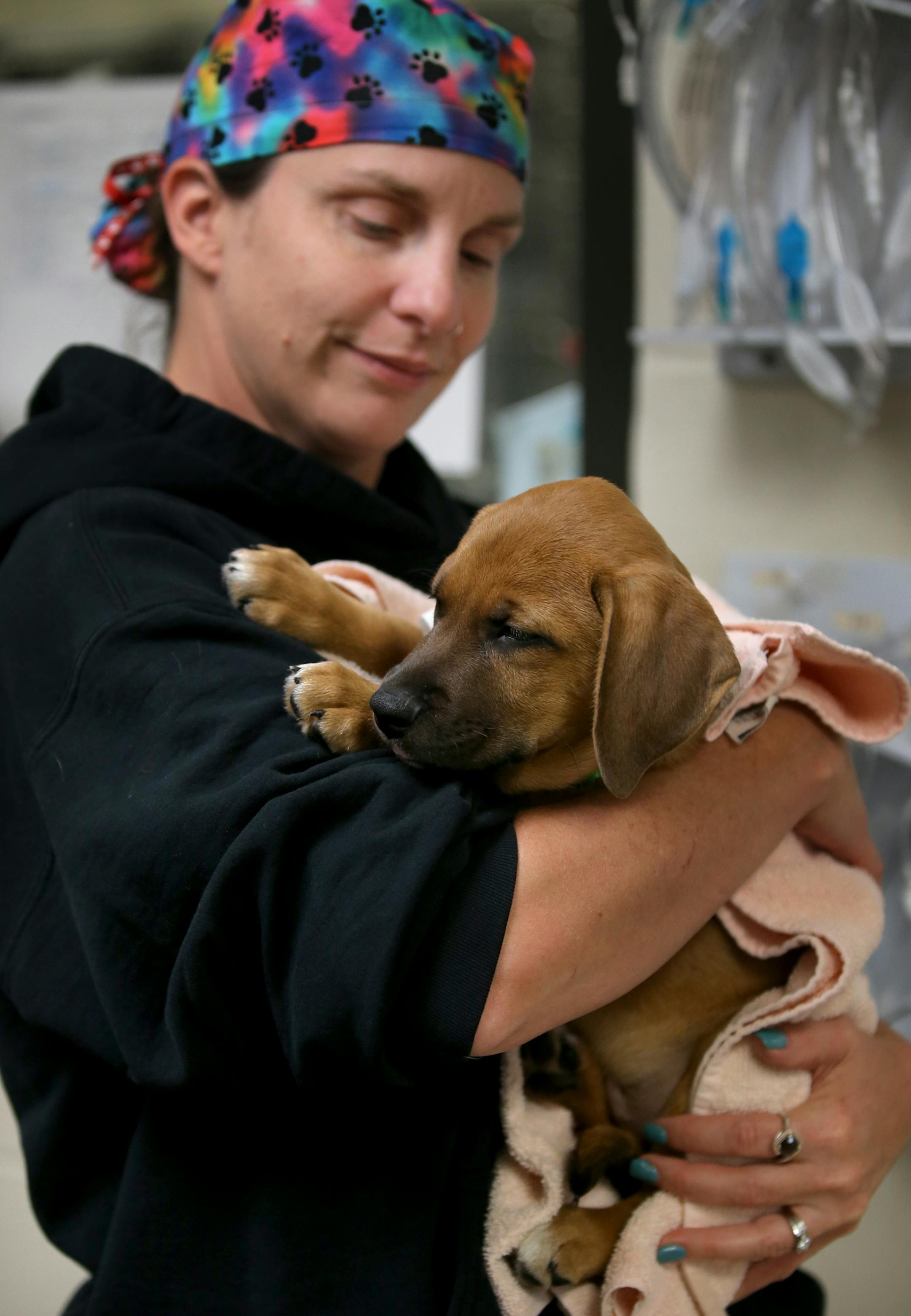 Andrea Mann, a vet tech, held a male Labrador retriever mix. In some cases pet owners give up their animals to the Humane Society so that they can get treatment.