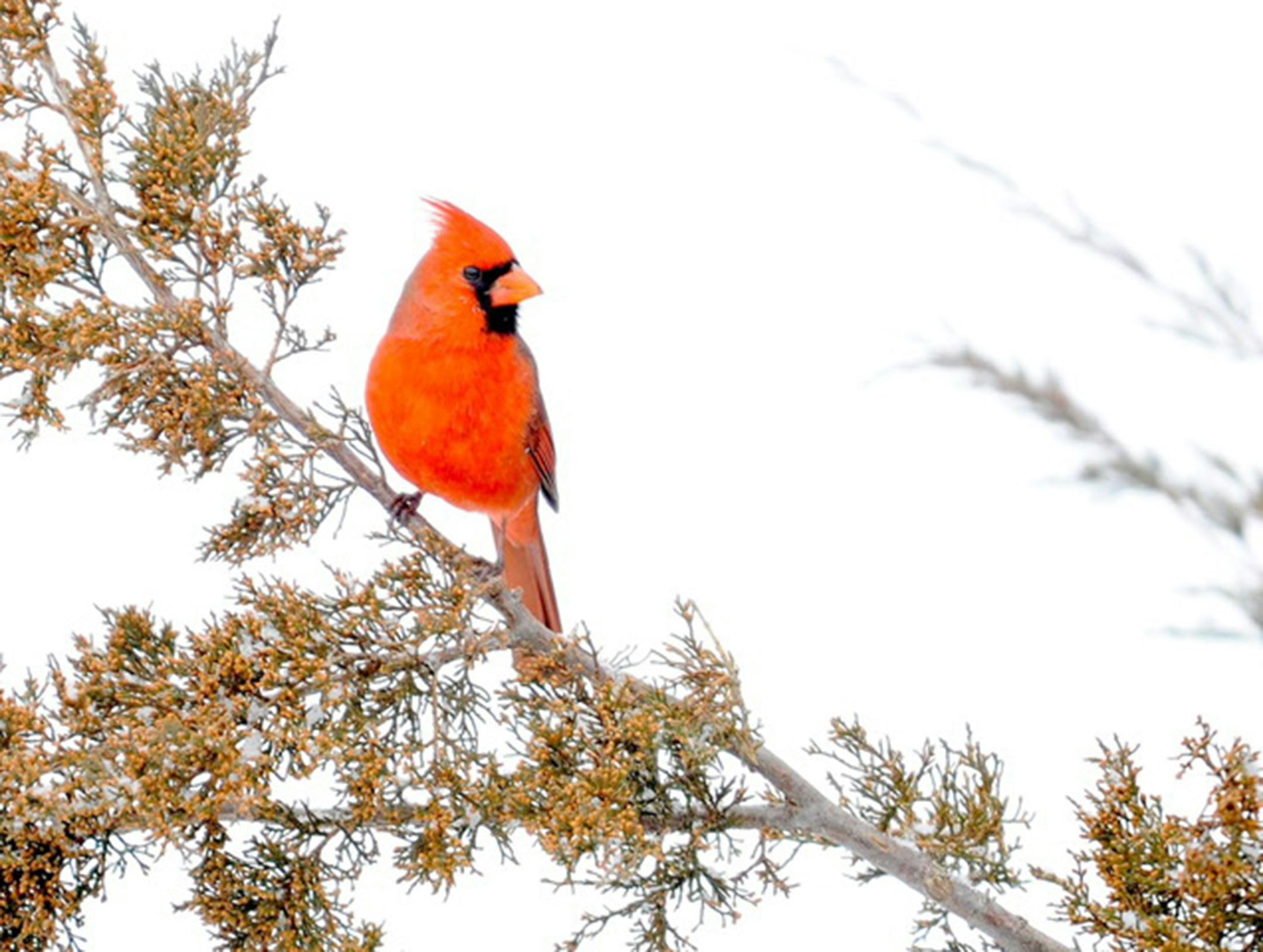 A male Northern cardinal perched in an evergreen.
