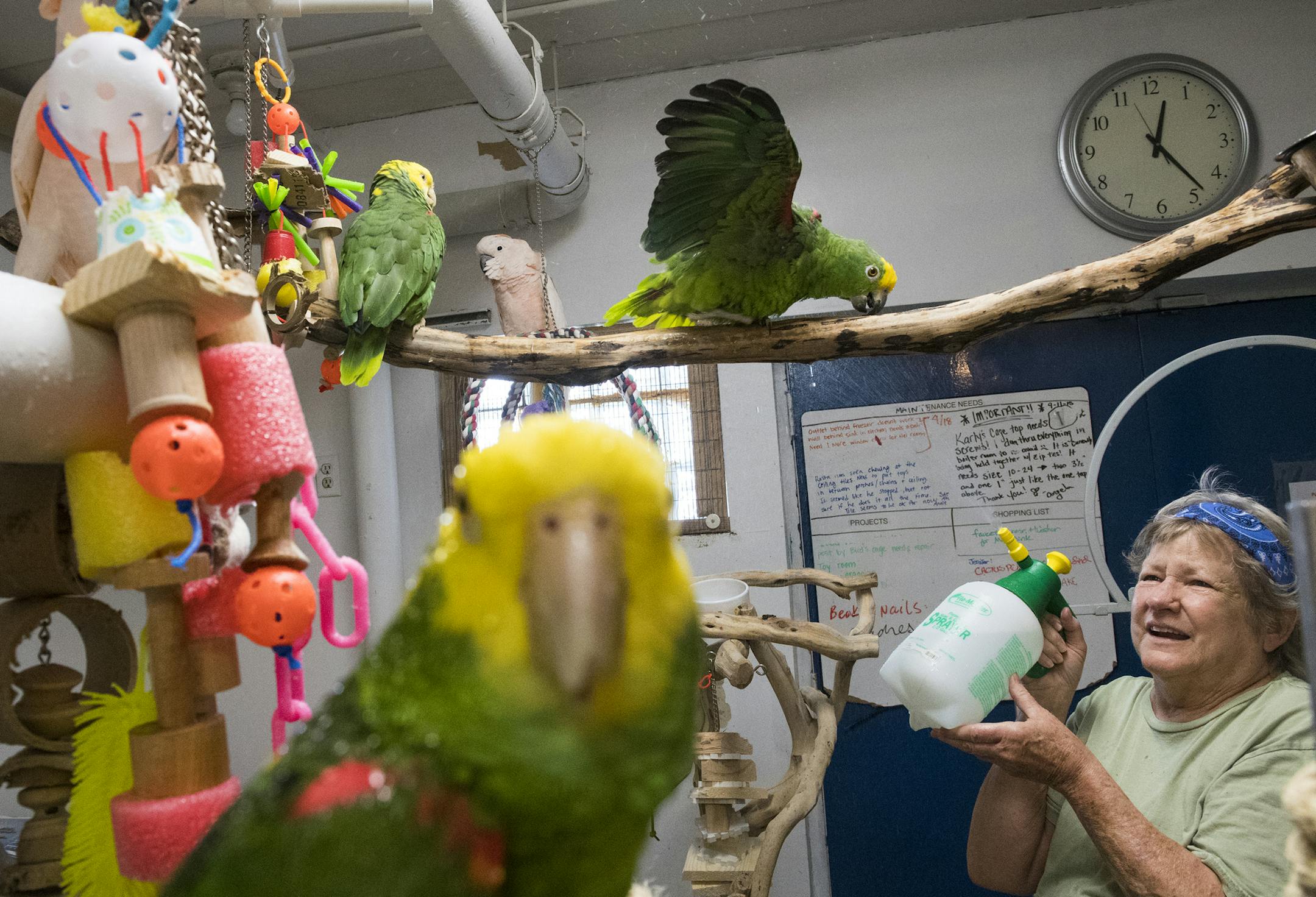 Vicki Willett gave birds a bath with a spray solution at The Landing on Friday. Everyone at the shelter is a volunteer and go without payment for their duties. The shelter survives solely from donations. ] Isaac Hale &#xef; isaac.hale@startribune.com The Landing is a shelter for more than 80 parrots, cockatiels, cockatoos and other birds located in St. Paul, MN. The shelter takes in birds that owners didn't want anymore, and also provides special care for birds that cannot be released from the s