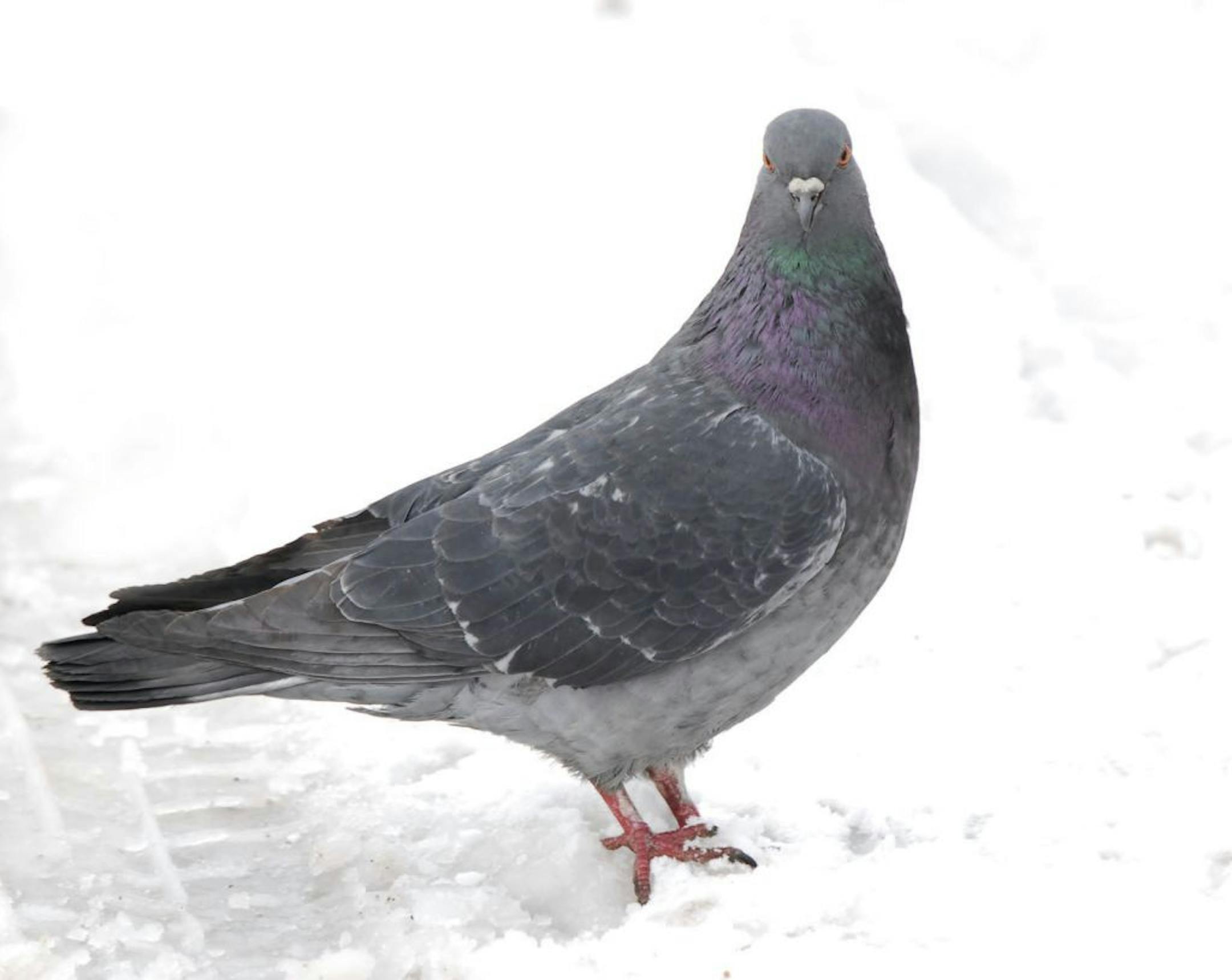 Rock pigeons are common urban dwellers, but they make their homes in the suburbs, too.