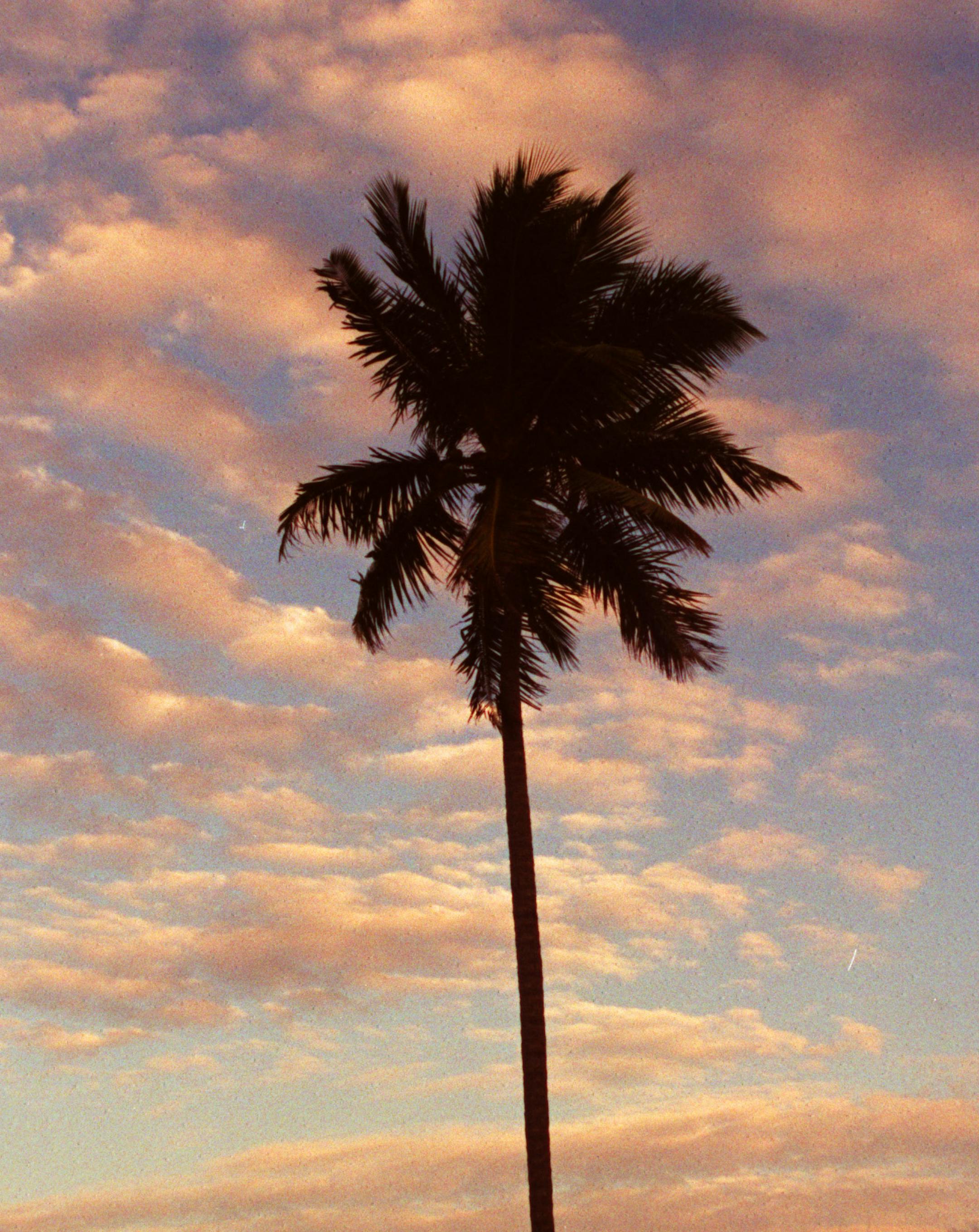 A palm tree at the Punta Cana Beach Resort, Dominican Republic. ORG XMIT: MIN2013030609413828