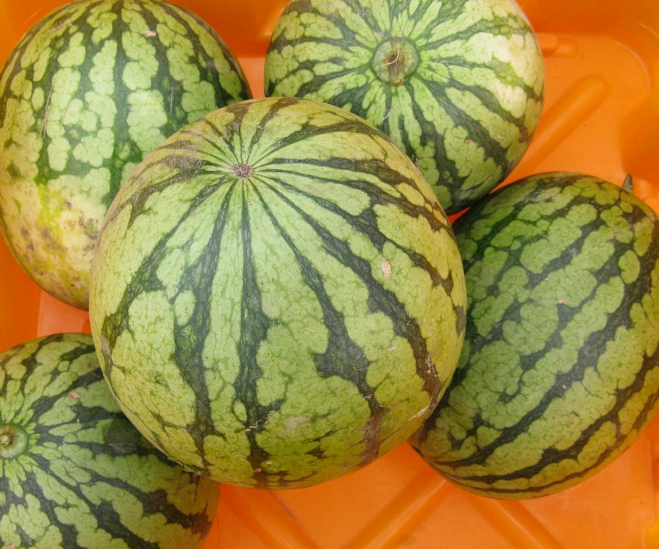 Cantaloupe-size watermelons are tasty and portable.
