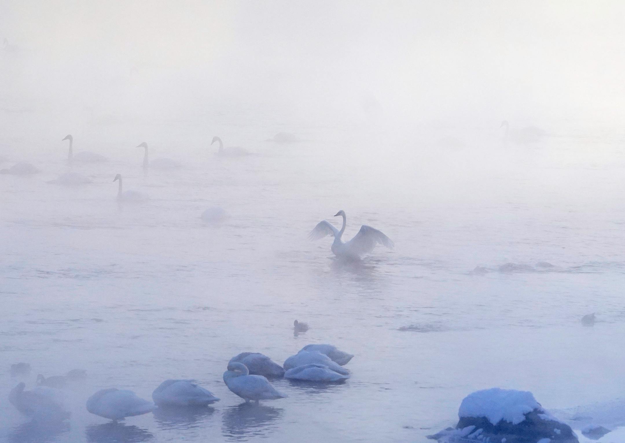 Swans and other waterfowl swim in the frigid waters of the Mississippi River during subzero temps Monday near Swan Park in Monticello.