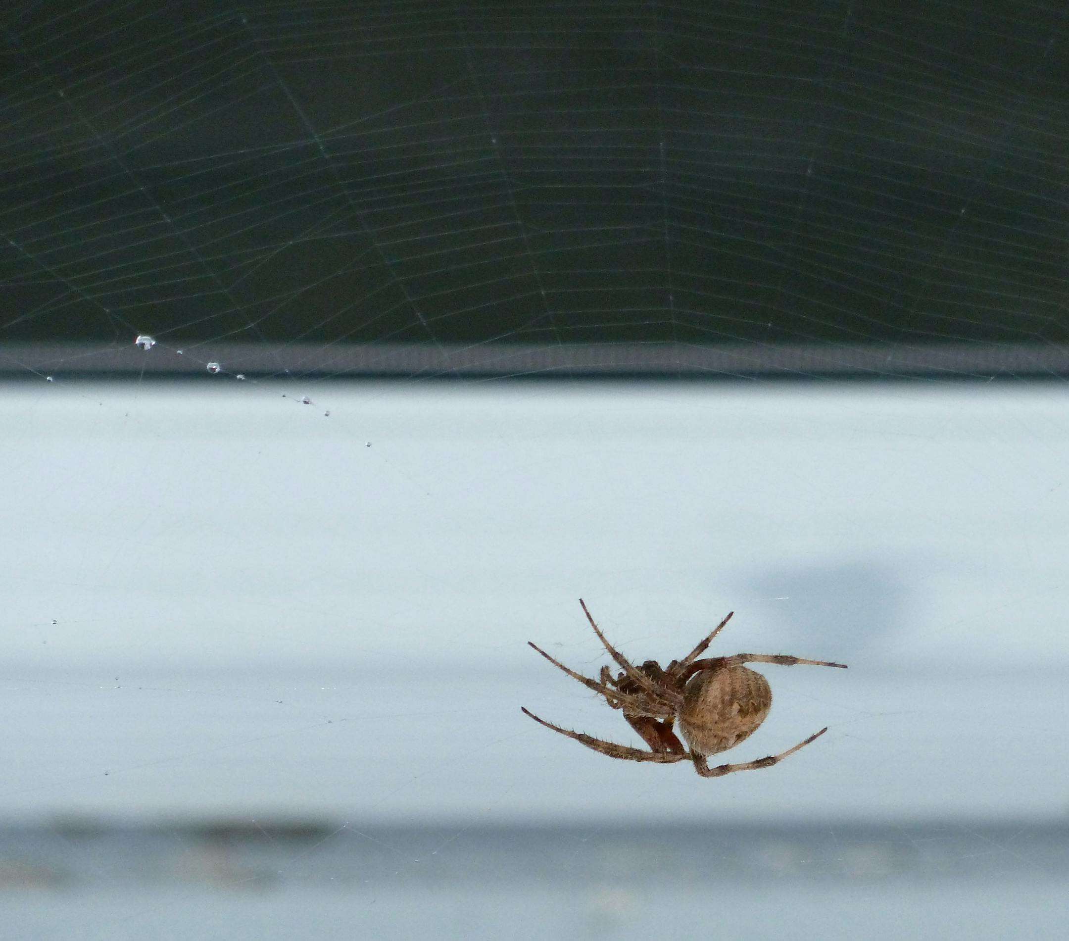 Furrow spiders have been common near houses and in gardens this fall.