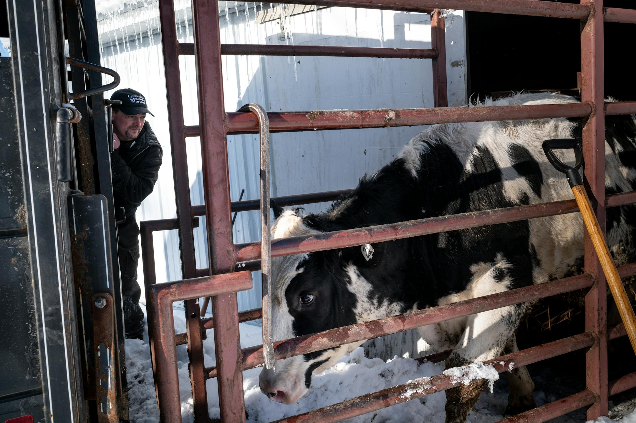 Lonsdale Country Market's second-generation owner Michael Wallin watches as a steer is moved onto the back of a trailer before being slaughtered behind the market Friday, Jan. 6, 2023 in Lonsdale, Minn.. "To me, I've always seen this town as rural," said Wallin. "I don't know how many businesses actually have live slaughter downtown anymore."