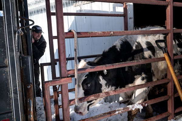 Lonsdale Country Market's second-generation owner Michael Wallin watches as a steer is moved onto the back of a trailer before being slaughtered behin