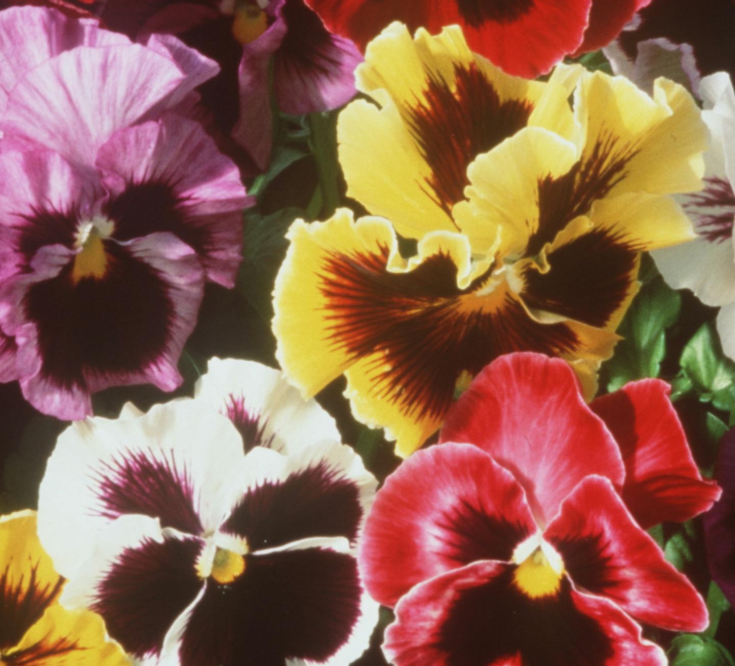 FLOWERS - Pansies, for Star Tribune Home & Garden section, Thurs March 13, 2003, page HG7. Handout photo courtesy of Goldsmith Seeds, Inc.