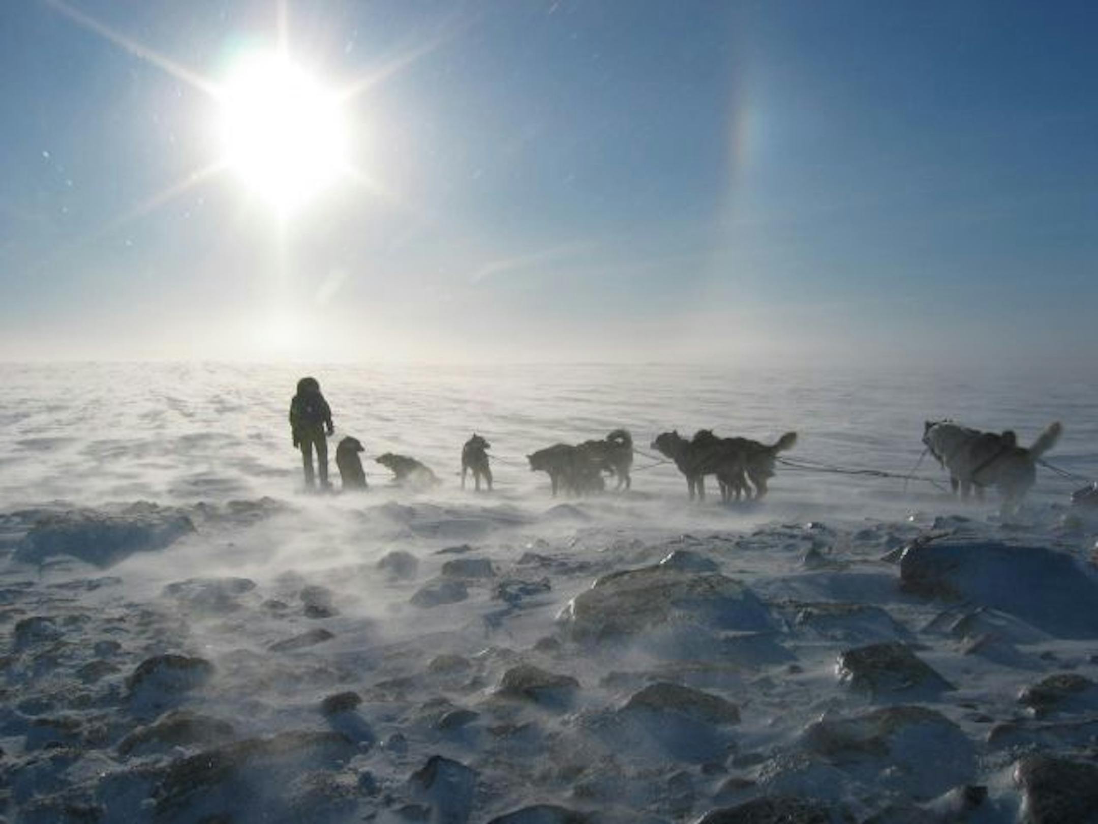 1musher1127: Mille Porsild and her team of Polar Huskies on rock garden on the Arctic tundra. Photo courtesy PolarHusky.com.