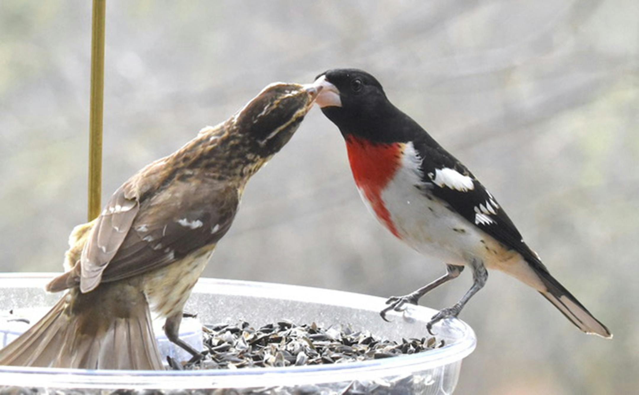 Rose-breasted grosbeaks show spring's two imperatives: food and a mate. Jim Williams photo