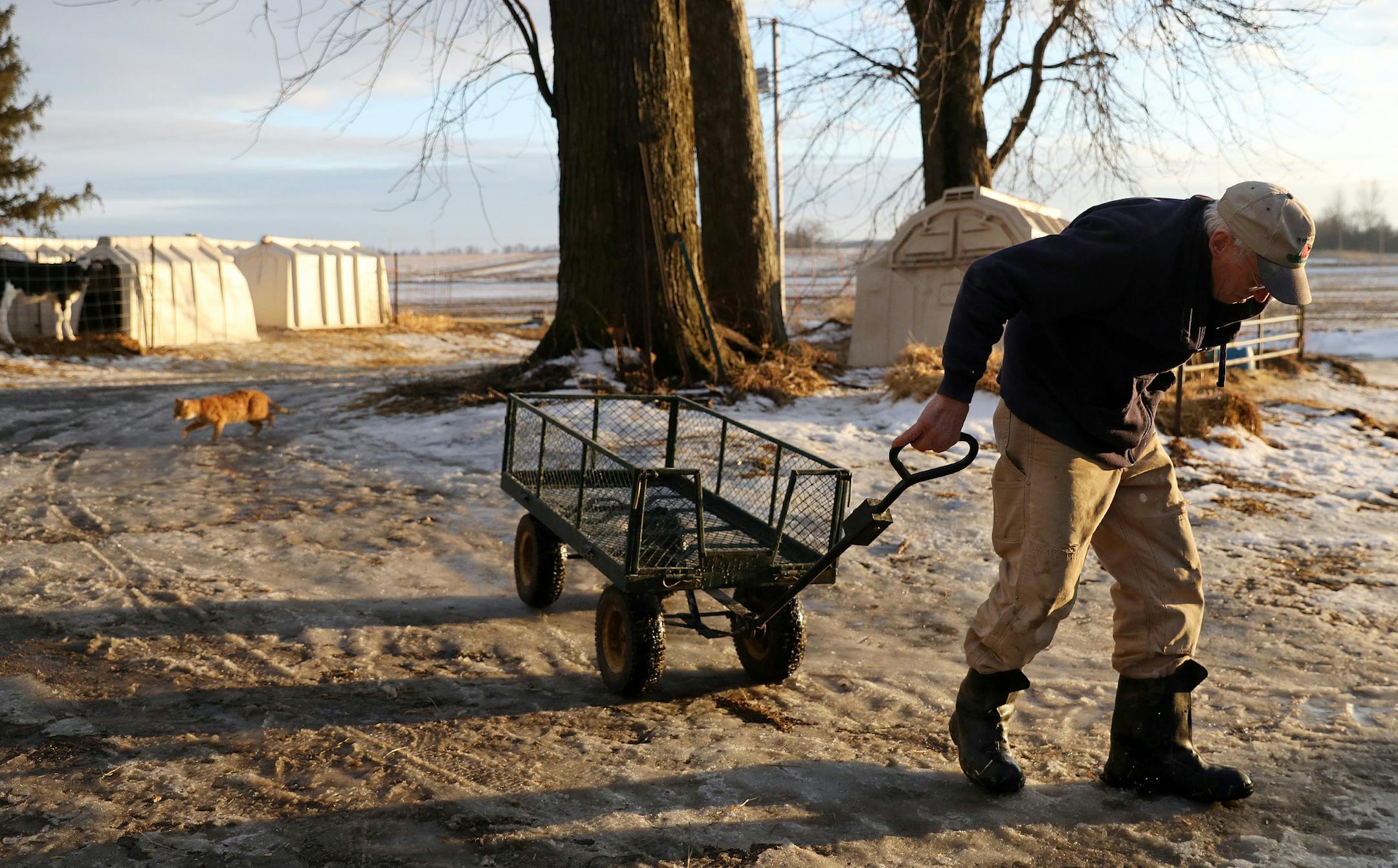 Wayne Fahning pulled a wagon after feeding bottles to calves at his family dairy operation Meadow Front Farms. ] ANTHONY SOUFFLE • anthony.souffle@startribune.com Students attend class Thursday, Jan. 19, 2017 at Cleveland Public School in Cleveland, Minn. The school board is asking voters for $18 million to renovate its schools. Less than a year ago 70 percent of voters in Cleveland rejected a school bond issue. This is a growing trend across the state. Farmland bears an outsized tax burd