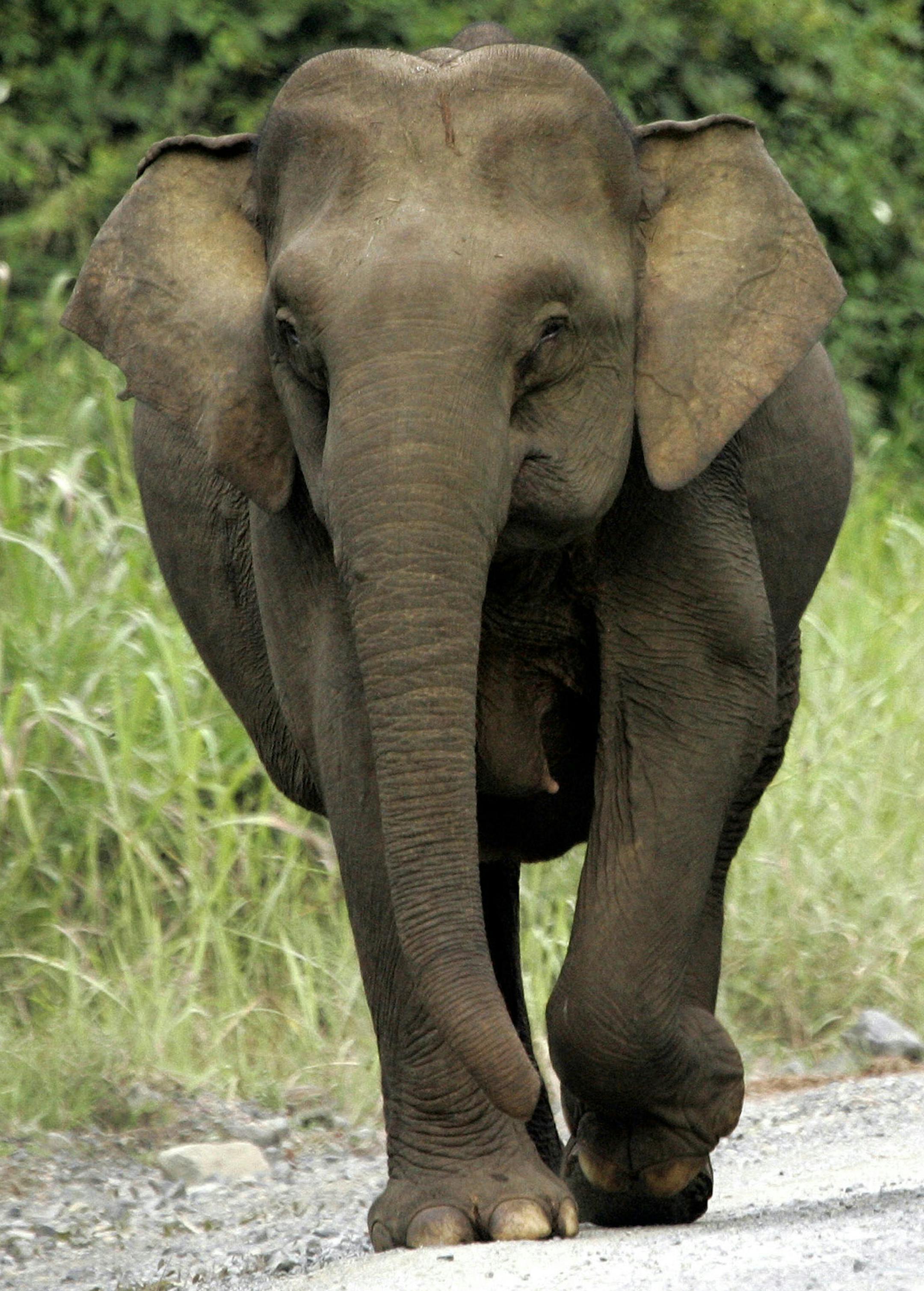 FILE - In this July 2005 file photo, two pygmy elephants cross the road in Taliwas forest on Malaysia's Sabah state on Borneo Island. A pygmy elephant fatally gored an Australian tourist in Malaysia's Tabin Wildlife Reserve on Borneo island, an official said Thursday, Dec. 8, 2011. Jenna O'Grady Donley died of injuries from the attack Wednesday at the Tabin Wildlife Reserve _ the first known fatal incident of its kind in Malaysia's eastern Sabah state, said Sabah wildlife department director Lau