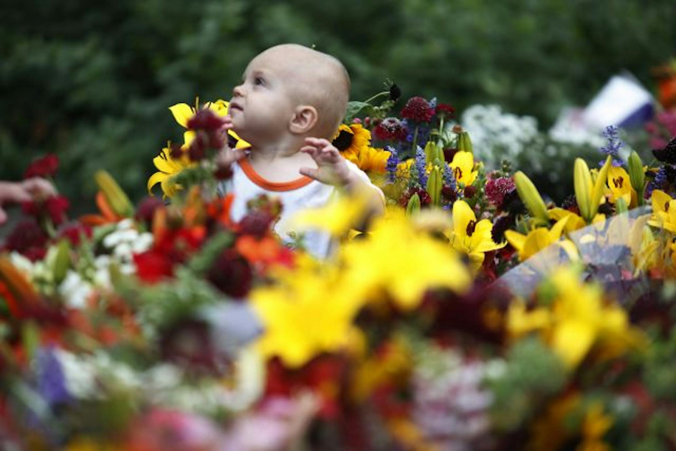 11-month-old William Hoiska found himself in a maze of flowers as his mother shopped for flowers at the Minnetonka Farmers Market.