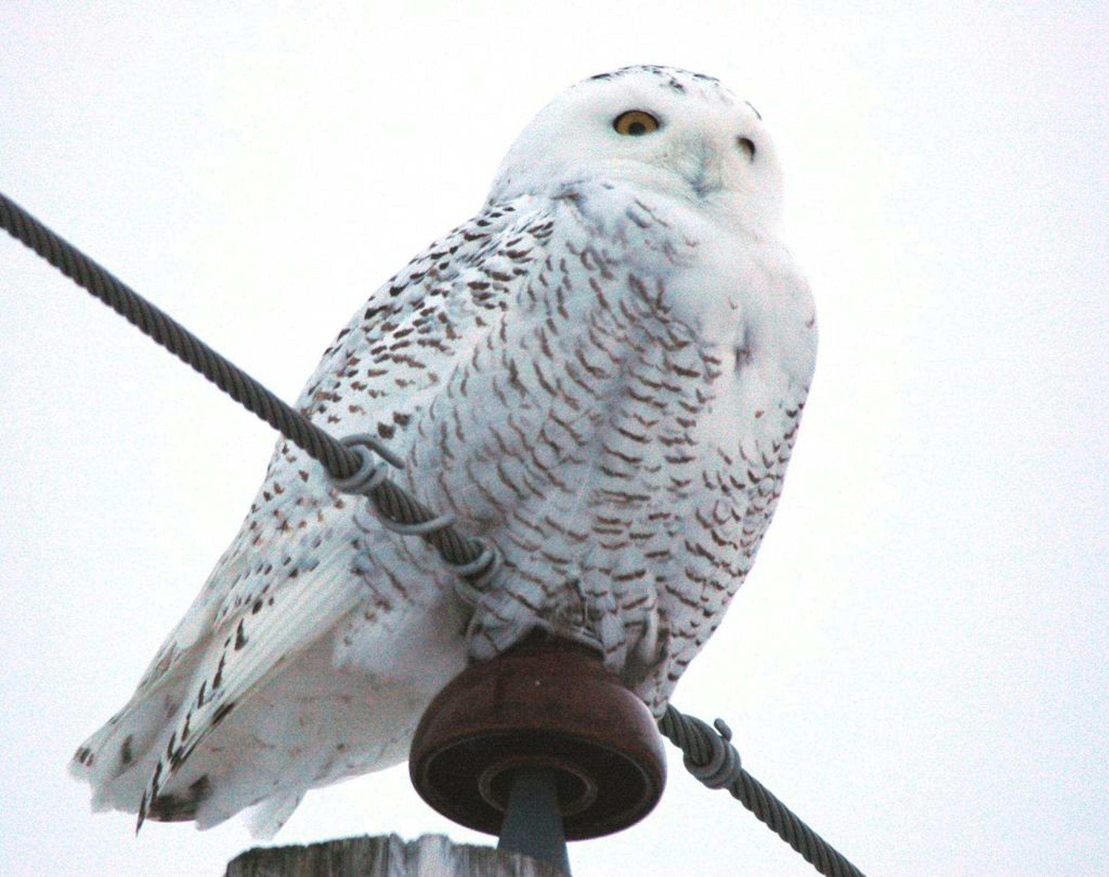 Snowy owls will eat small rodents or birds when they can't find lemmings to eat.