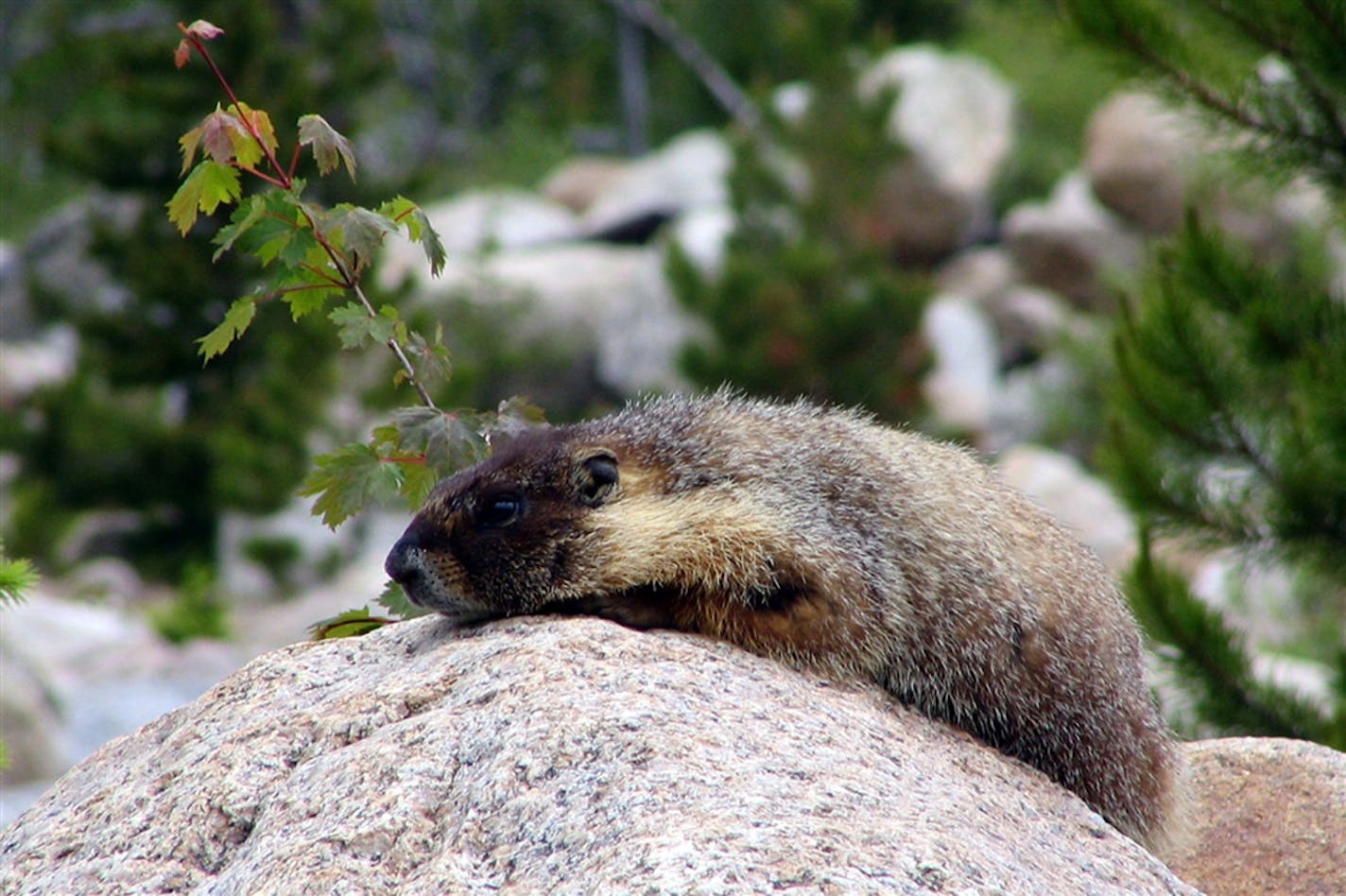 A marmot sunned itself near Rocky Mountain National Park's Alluvial Fan, a spot where a lake broke through rock and sent car-sized boulders flying down the mountainside.