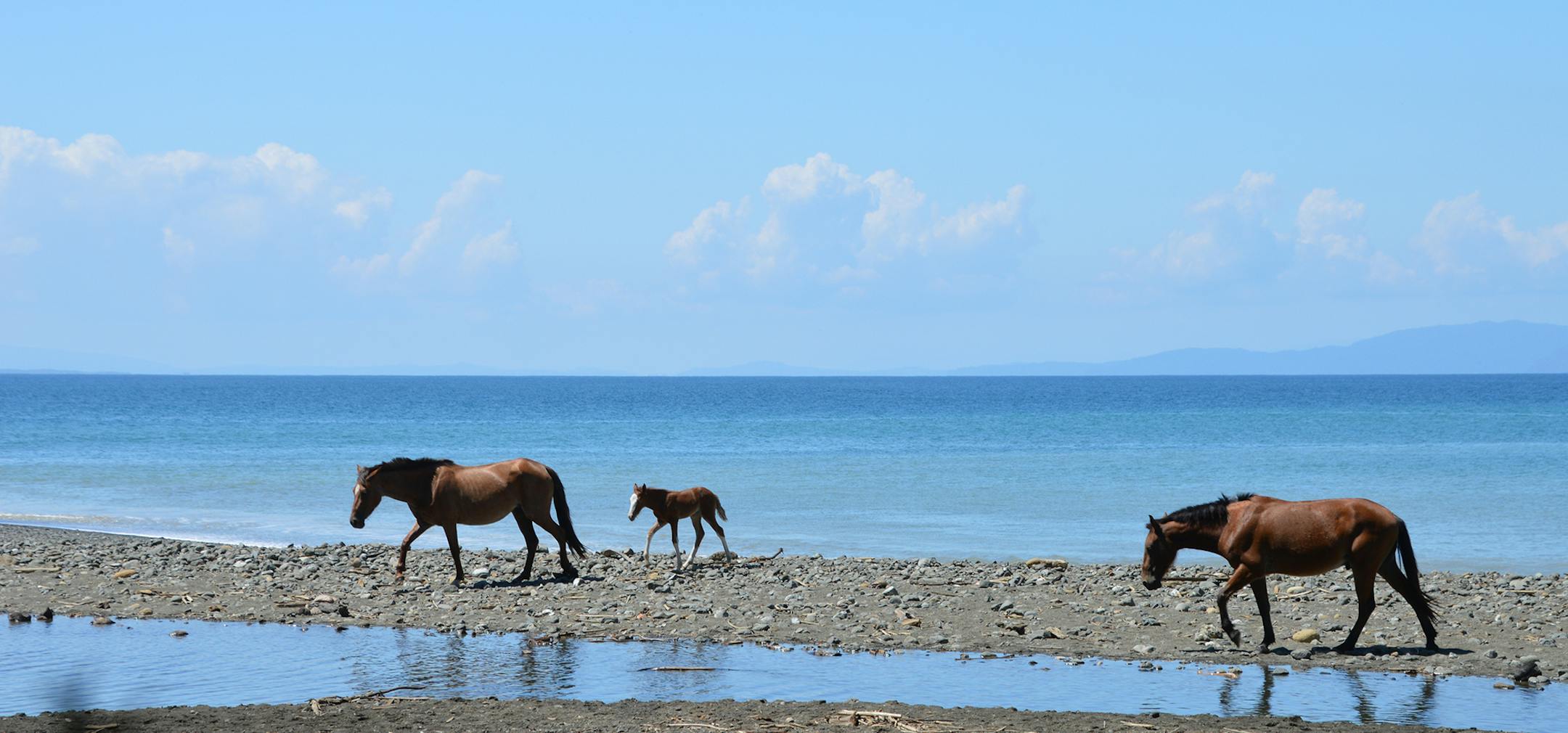 A recent trip to Pavones, Costa Rica, found Christy Quade of Hutchinson amidst wild horses. Quade says the horses are found everywhere, but you can see them walking the beach when they head to the fresh-water rivers.[focus032617