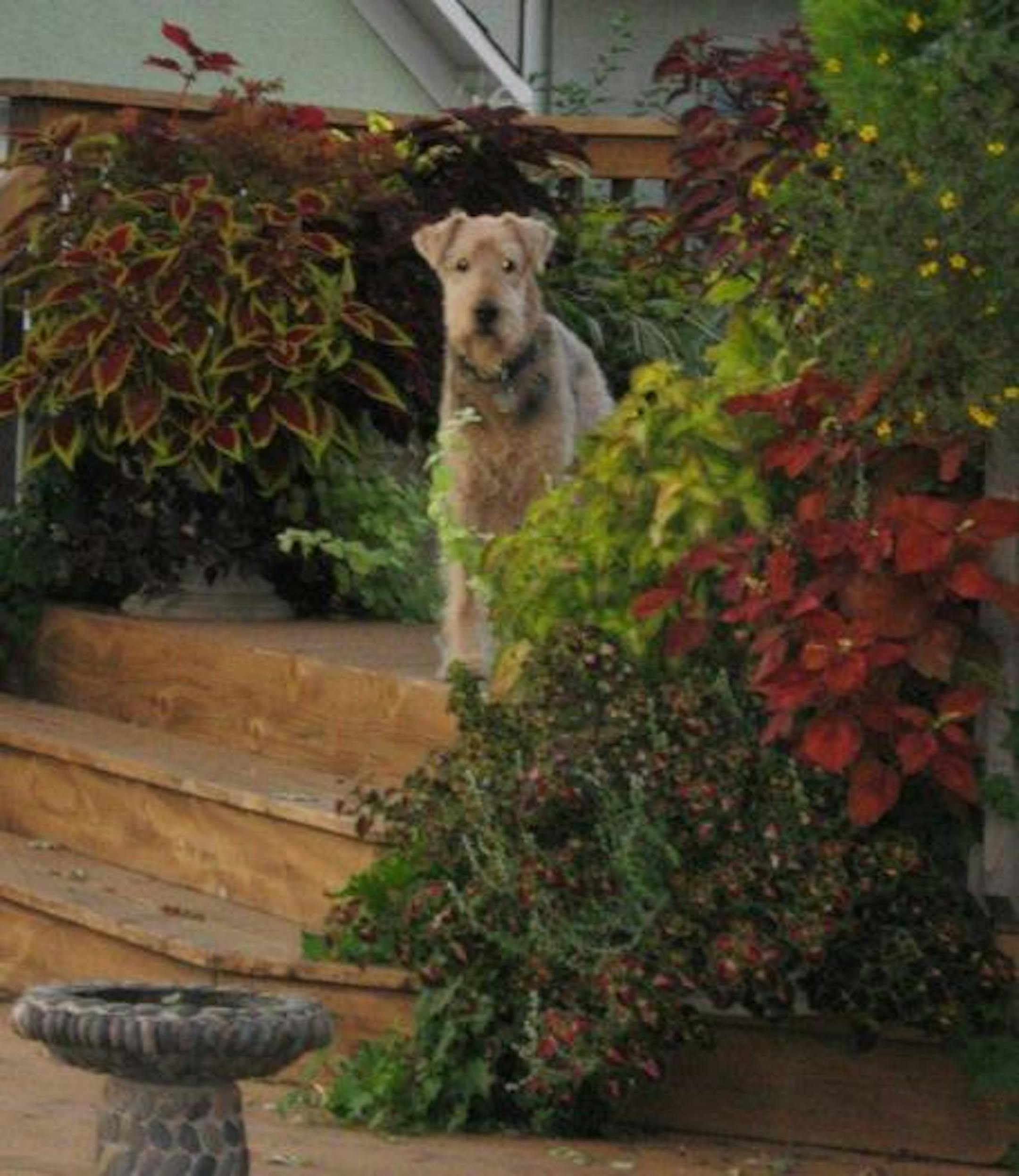 Coleus is at its full glory by September.