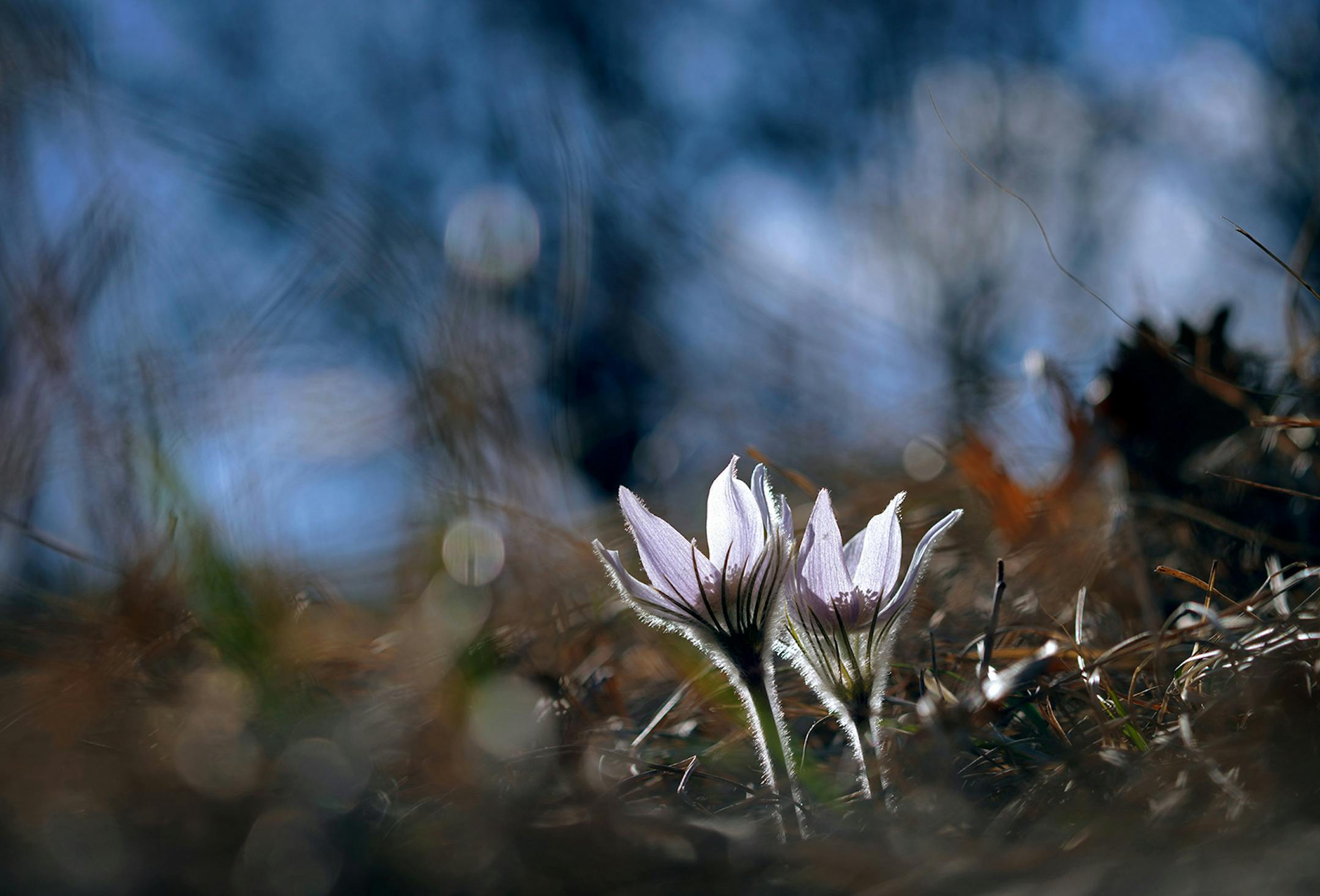 One of the first flowers to emerge in spring are the Pasque Flowers. With their fuzzy winter coats to protect them from late spring snow and ice, the Pasque Flower reaches for the warming sun, through the dead grass and leaves of the season past at Central Park in Bloomington.