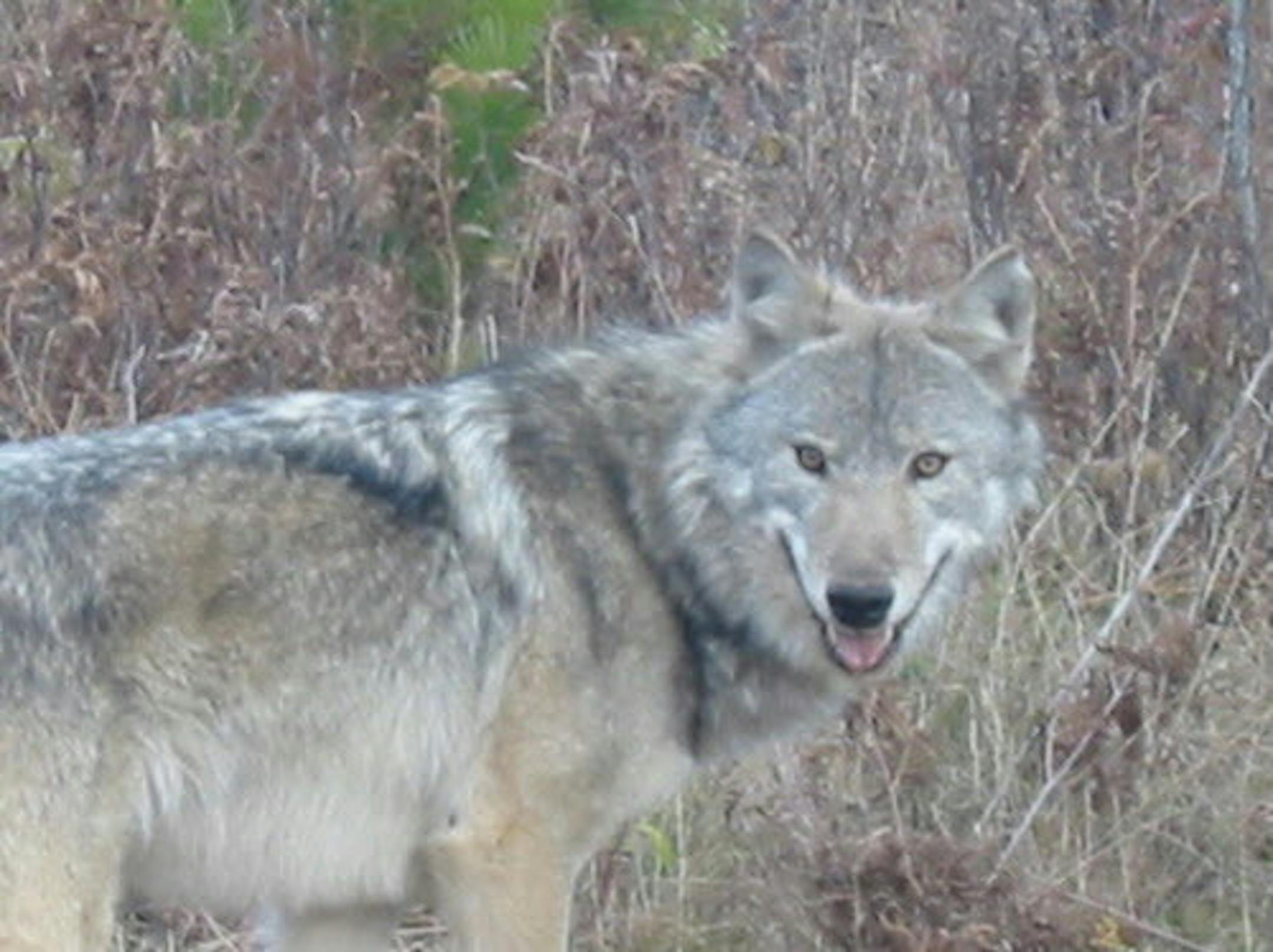 Minnesota's wolf population has surged, a state survey found.