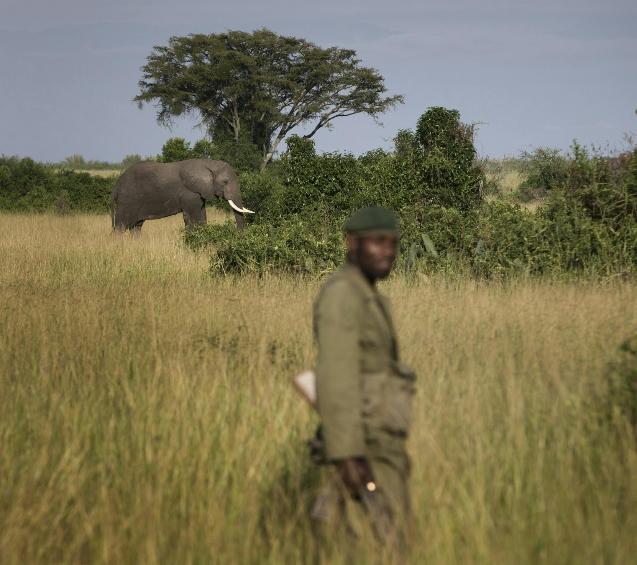 FILE &#xf3; A park ranger stands near an elephant in Virunga National Park in the Democratic Republic of Congo, Oct. 8, 2014. After the murder of a park ranger and the kidnapping of two British tourists and their driver in 2018, the park, a major driver of tourism to the Democratic Republic of Congo, has closed until 2019. (Uriel Sinai/The New York Times)