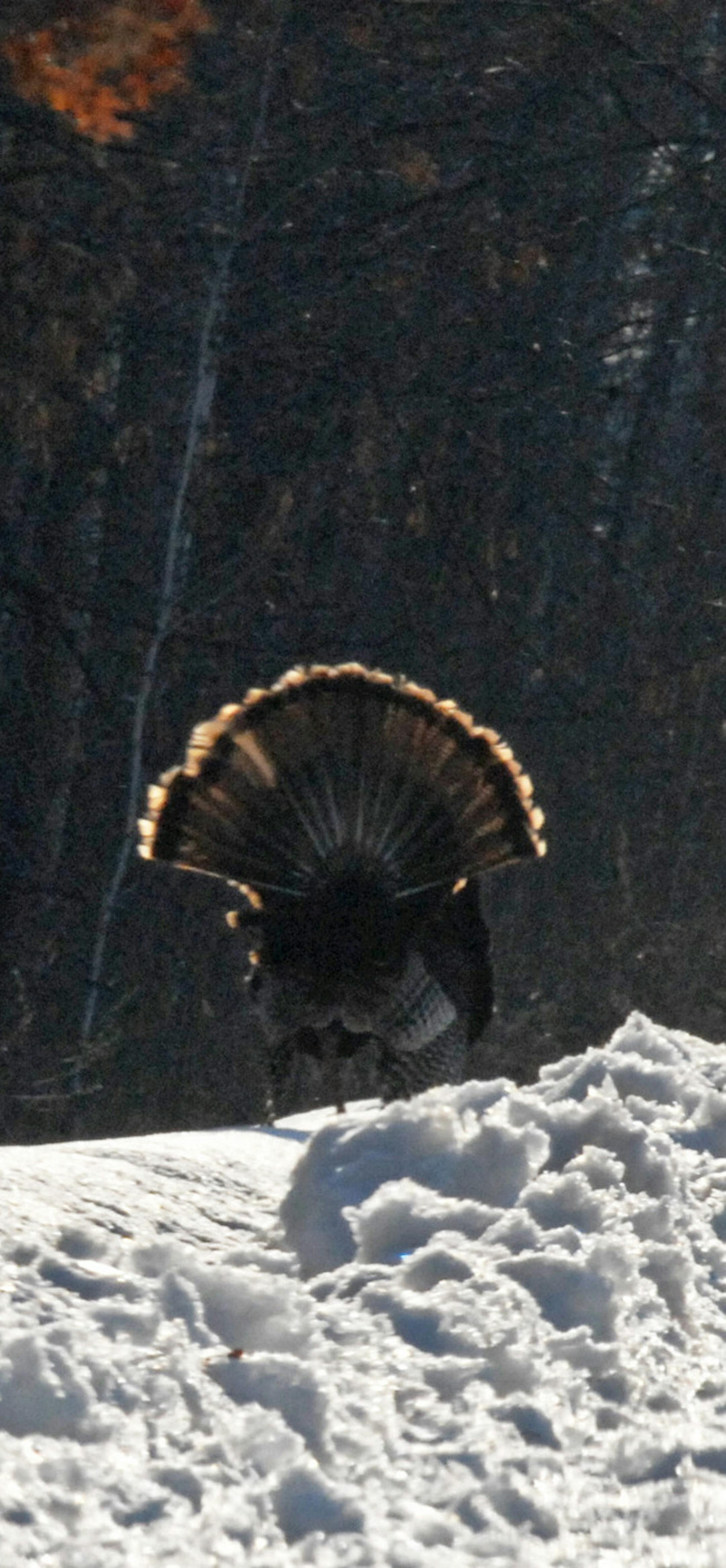 A tom turkey strutted out of gun range at Camp Ripley, site recently of a veteran's turkey hunt.