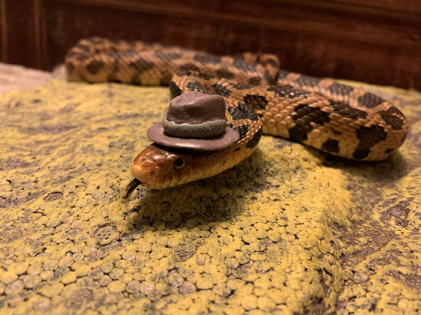 A snake named Reggie dons a fedora in this homage to Indiana Jones submitted by Meagan Keefe of South St. Paul.