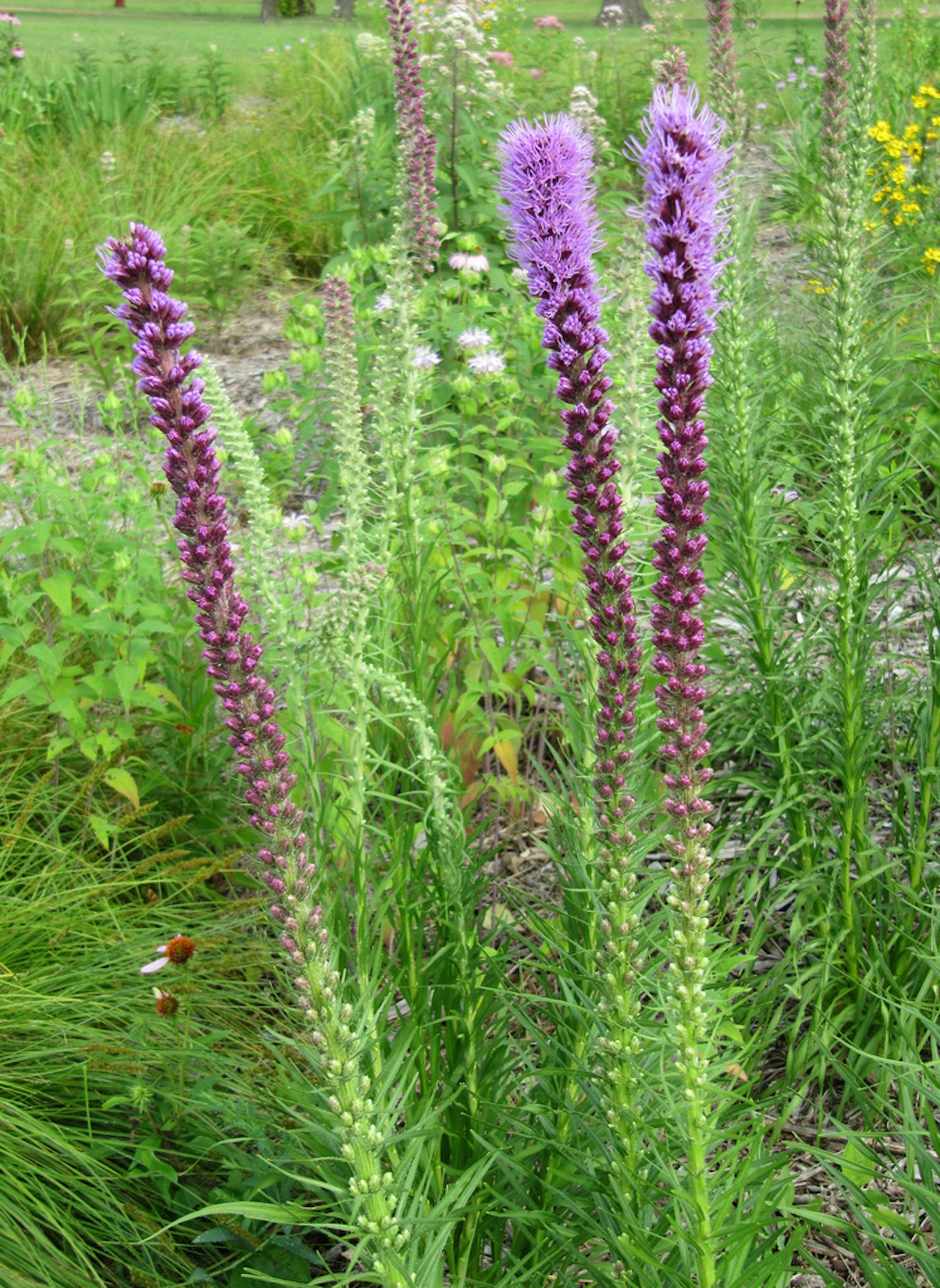 Photo by Kay Qualley native plants suitable for raingardens or naturalized landscaping. In this photo: Liatris