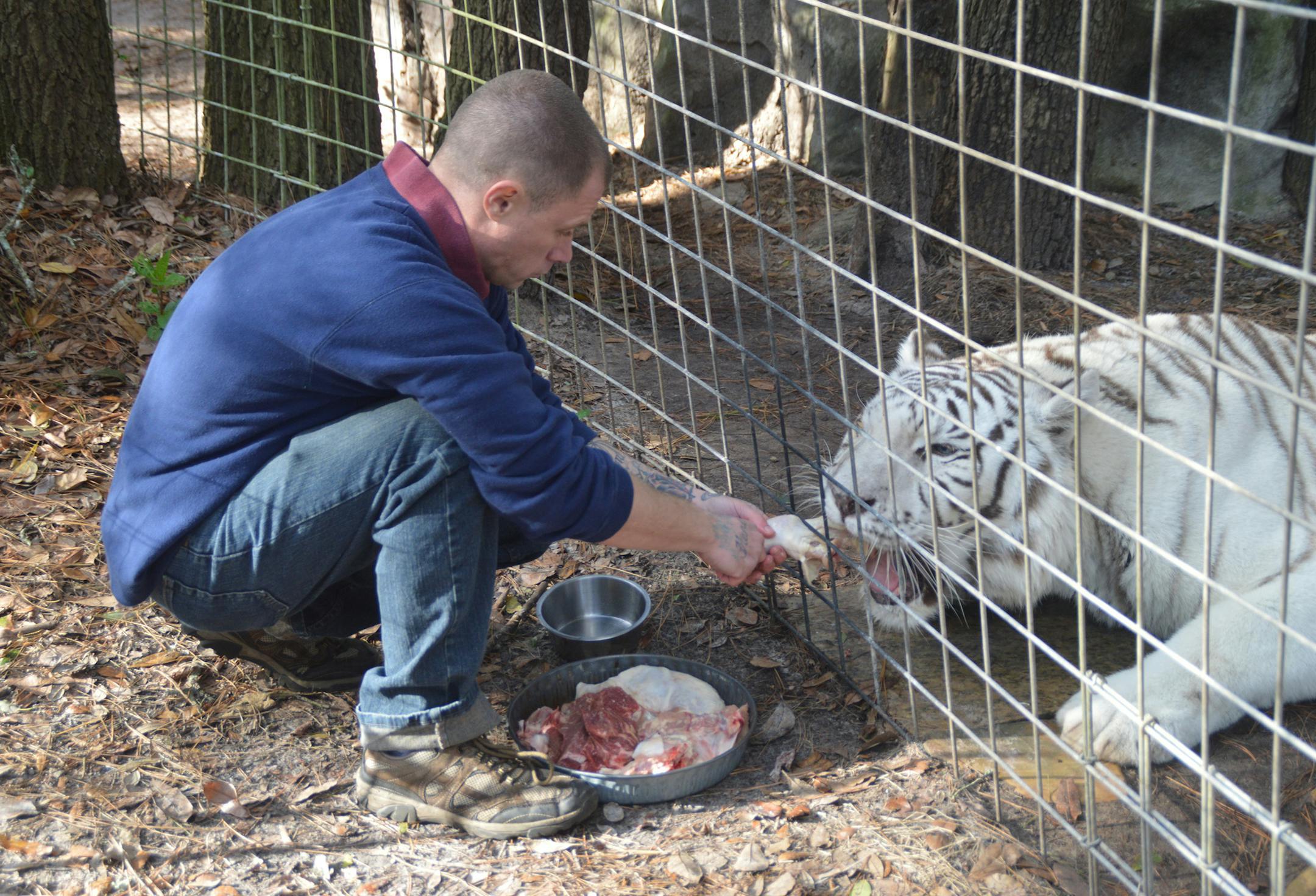 A volunteer provides an evening meal to this displaced white tiger in Spring Hill, Fla., on January 23, 2016. (Myscha Theriault/TNS) ORG XMIT: 1180027