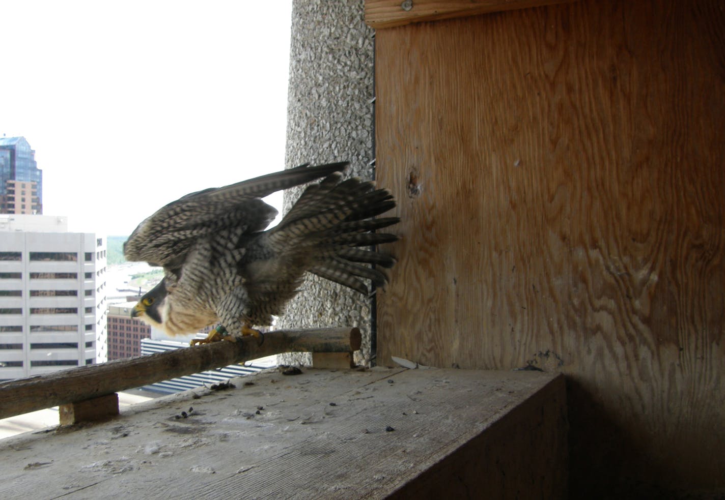 "Jill," a peregrine falcon, scanned the skyline, looking east from St. Paul.