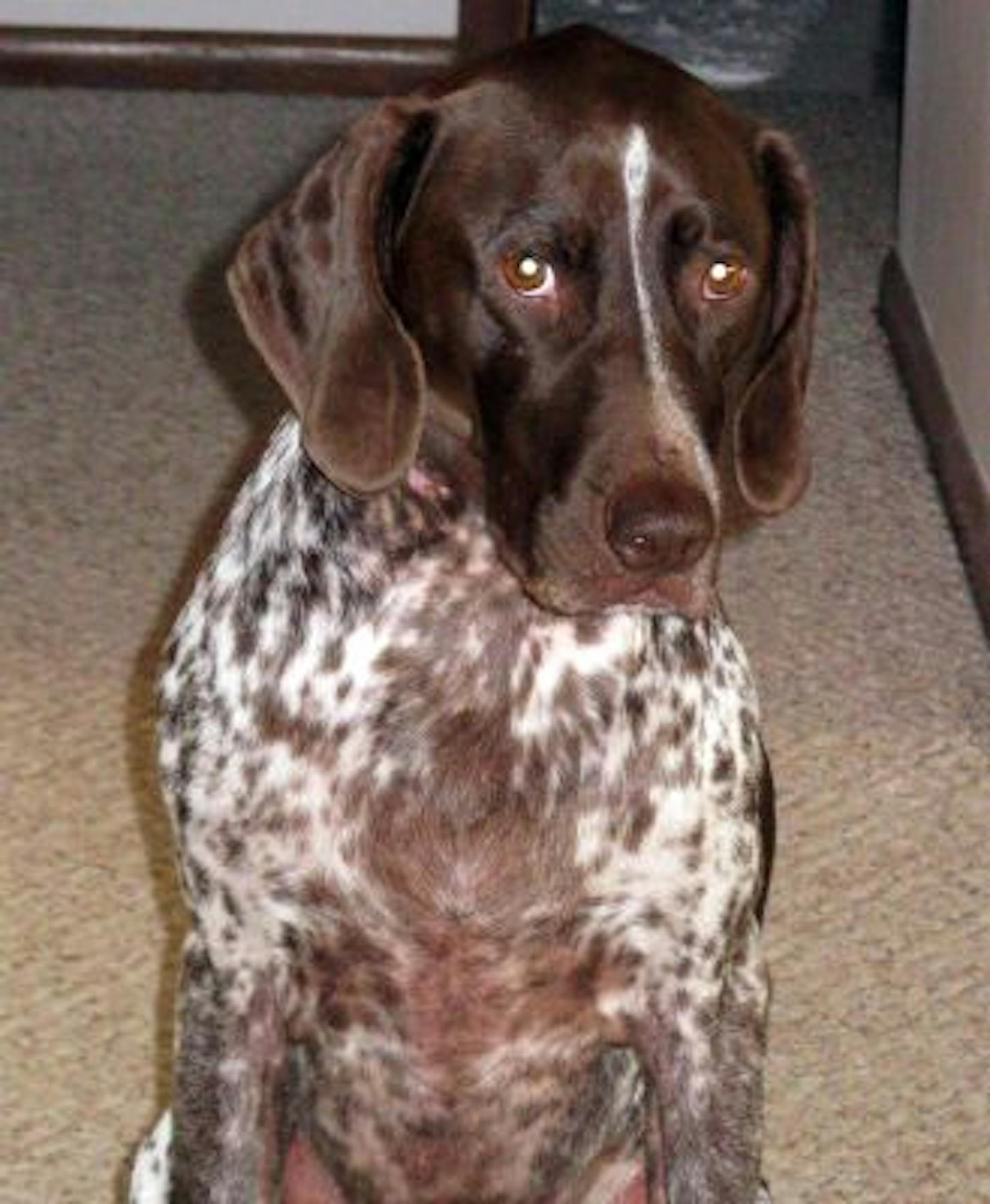 Trammell wonders why I don't celebrate her birthday with a party like other dog owners.