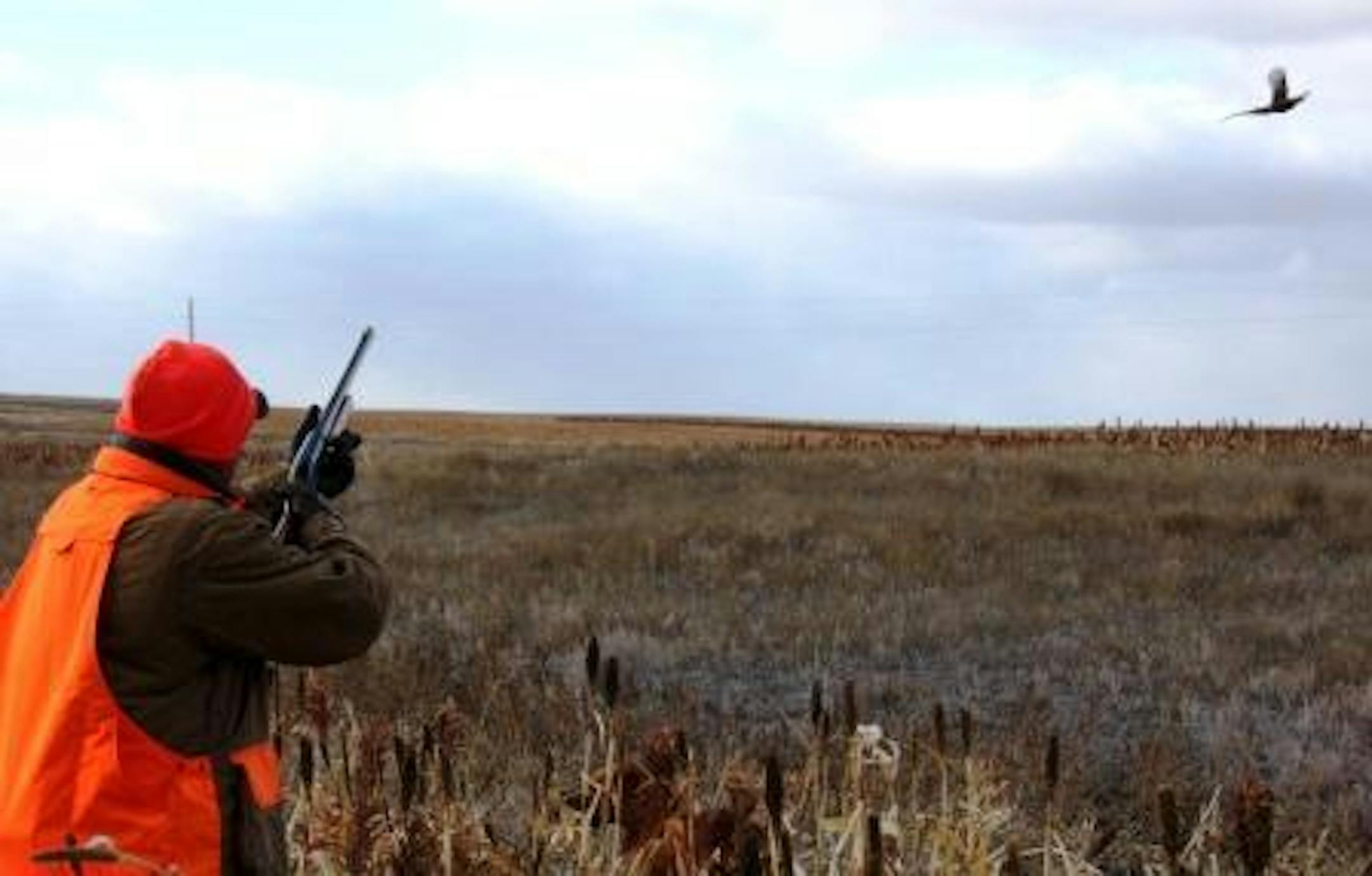 Pheasant hunting